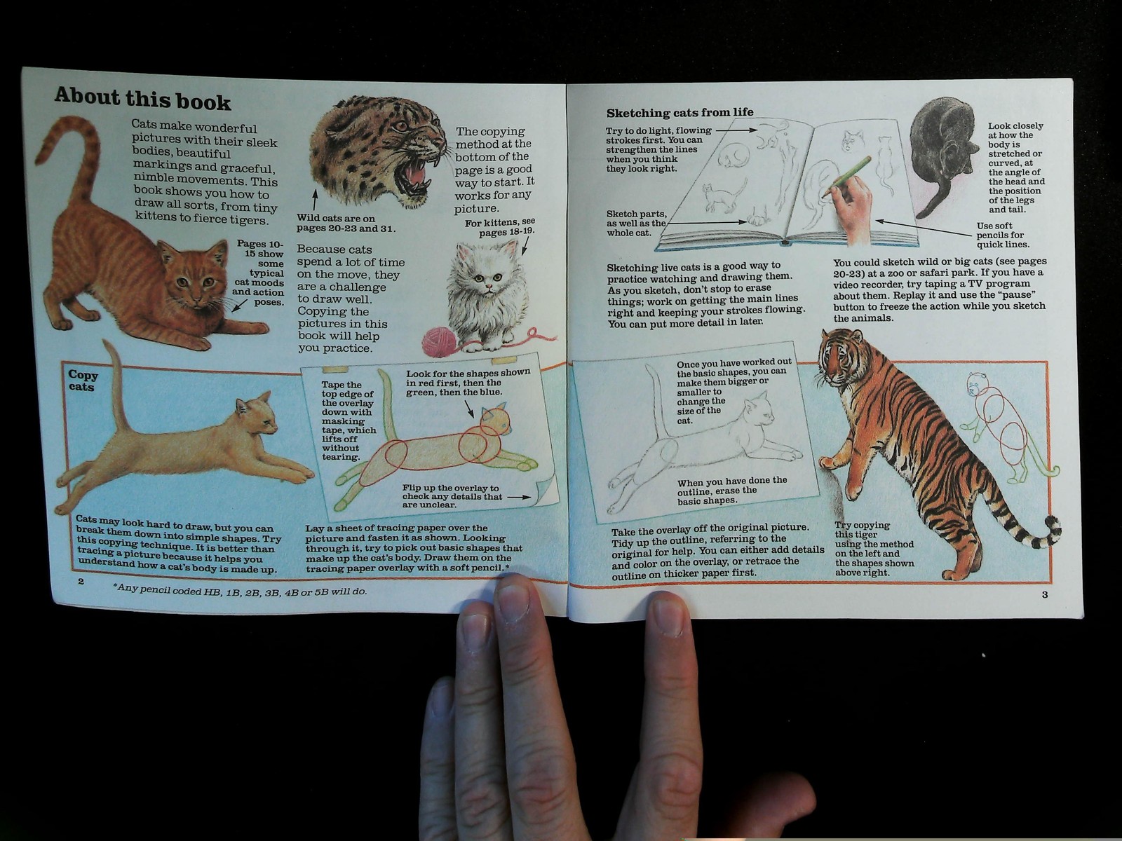How to Draw Cats Lucy Smith Paperback Art Instruction