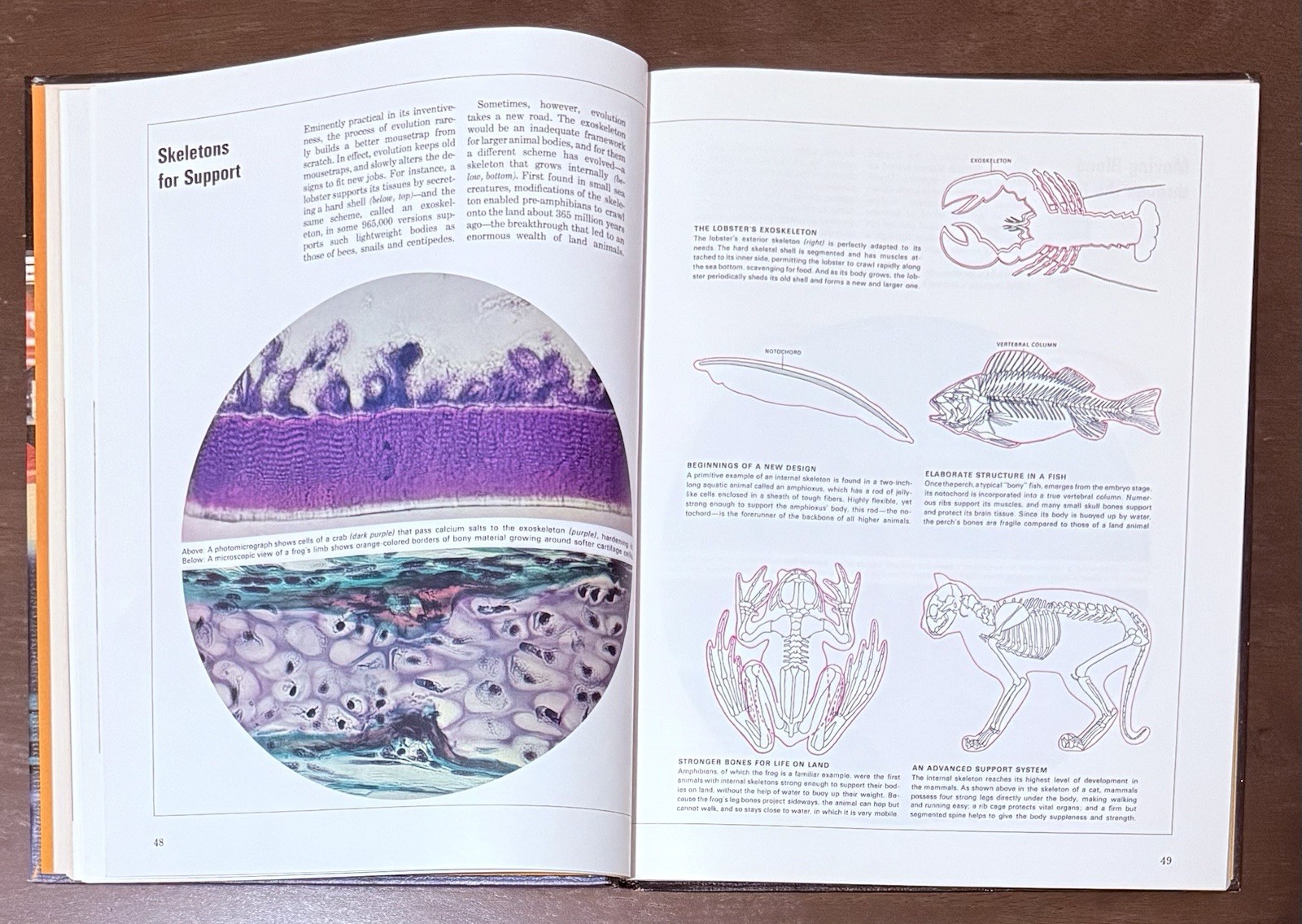 A Guide To Science And Index To The Time Life Science Library. Great Pictures