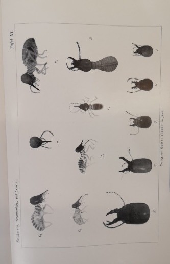 Termitenleben auf Ceylon. Neue Studien zur Soziologie der Tiere zugleich ein Kap
