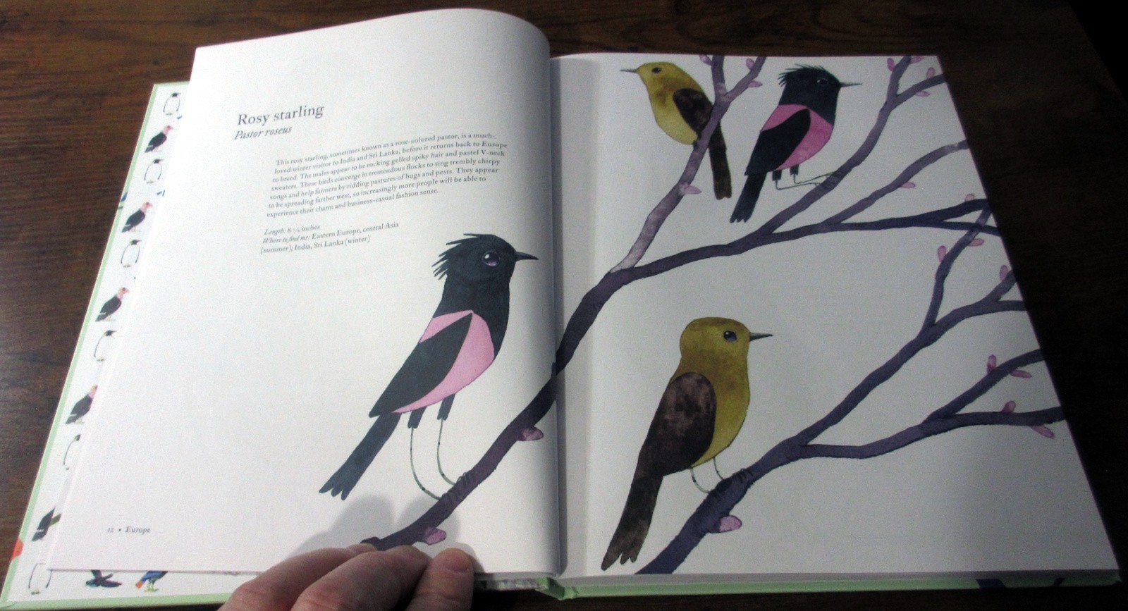 “The Atlas of Amazing Birds” by Matt Sewell – hardcover