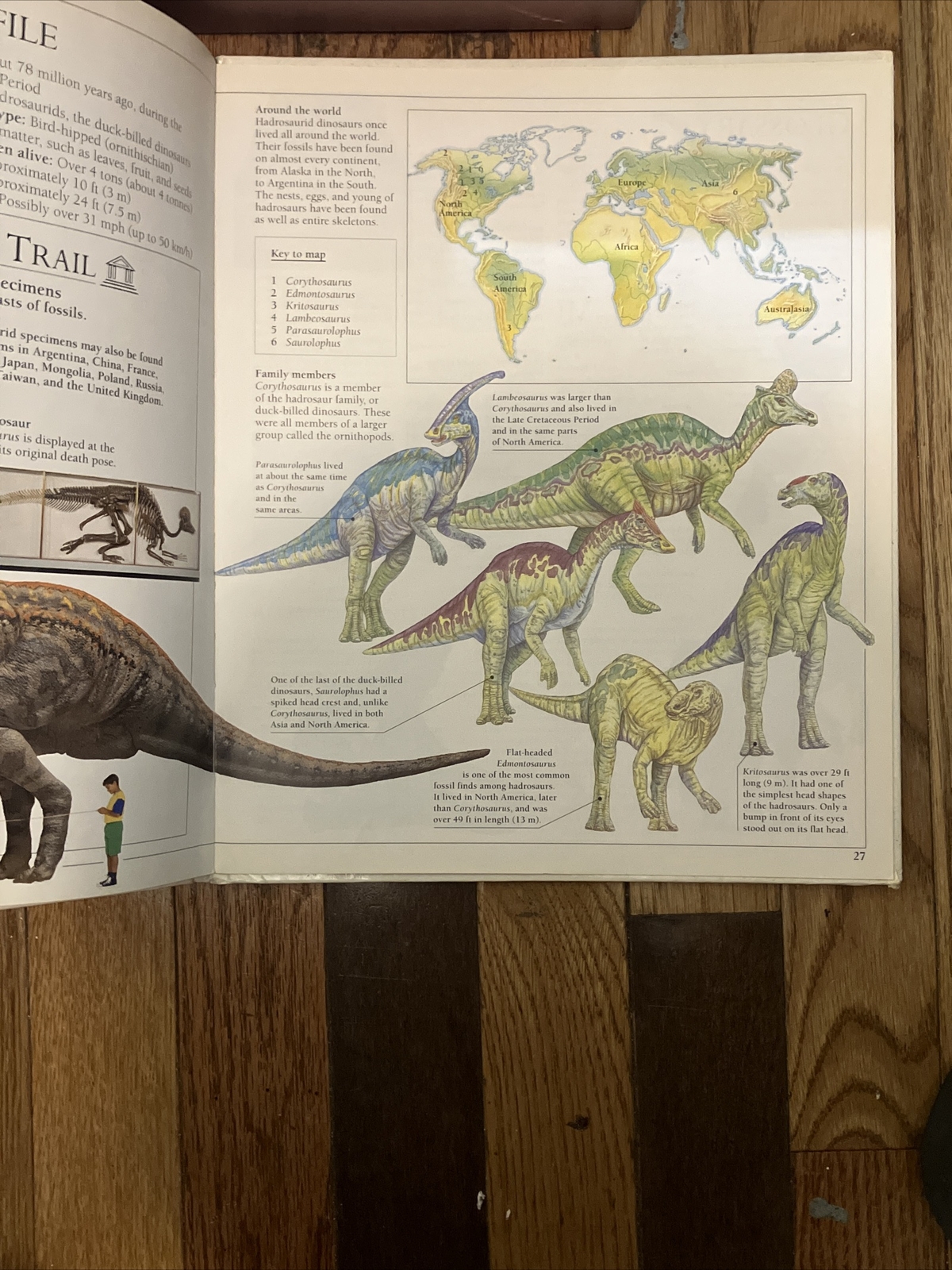 Corythosaurus by William Lindsay 1993 1st Ed. DK Publishers Hardcover