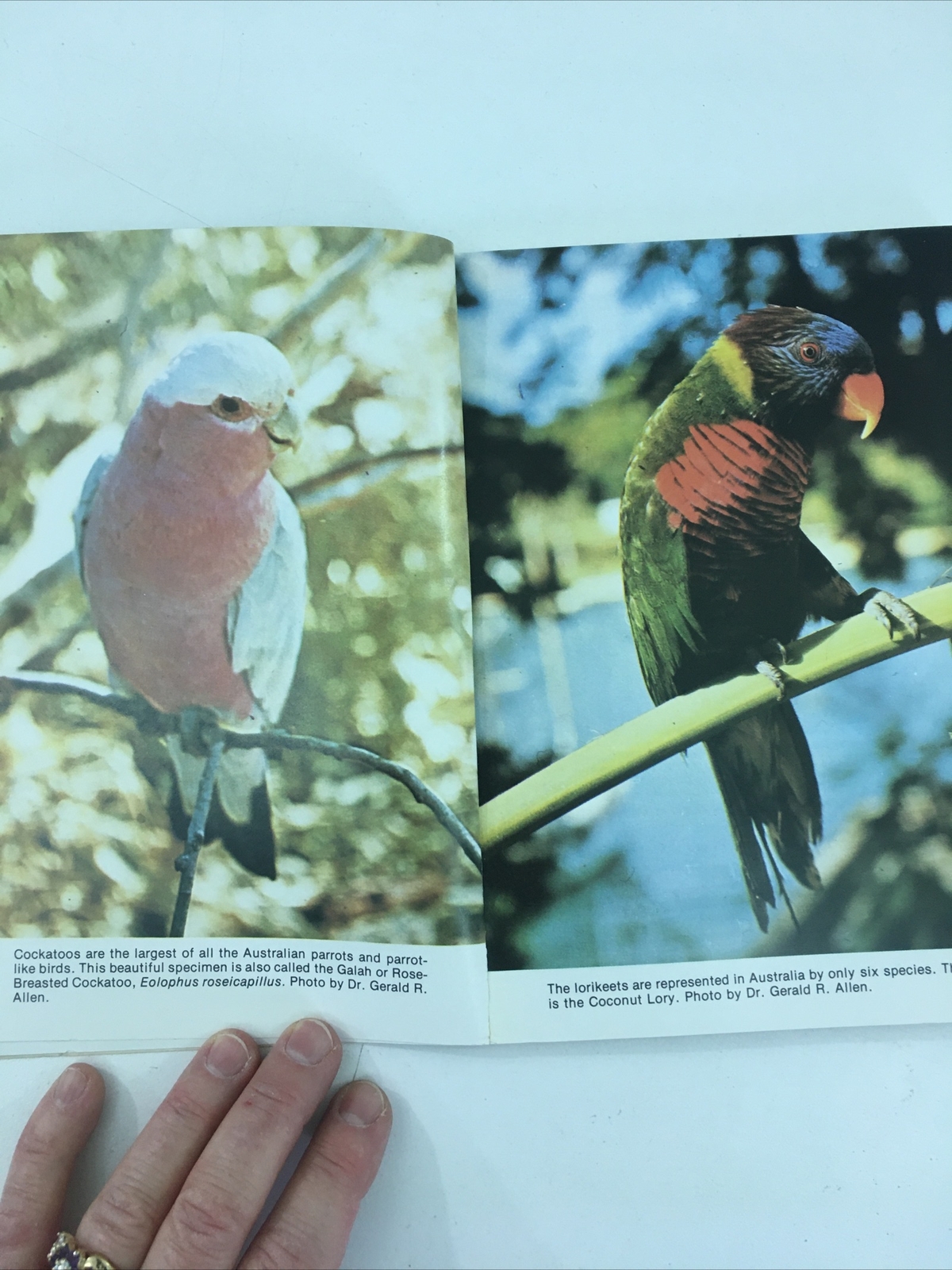 All About Cockatiels- Dr. Gerald R. Allen (Paperback, 1977)