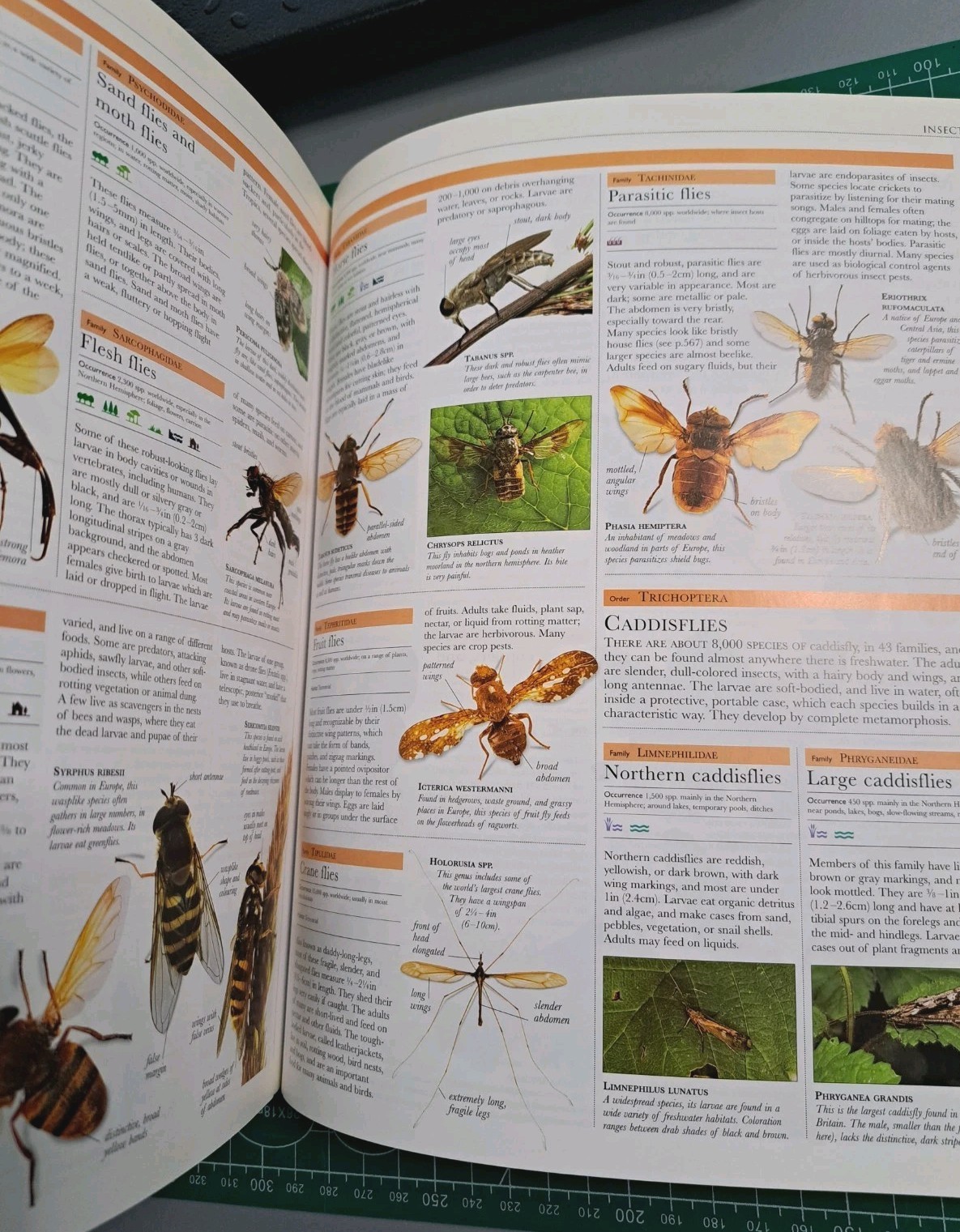 Smithsonian Institution Animal – Visual Guide to Wildlife Educational Book