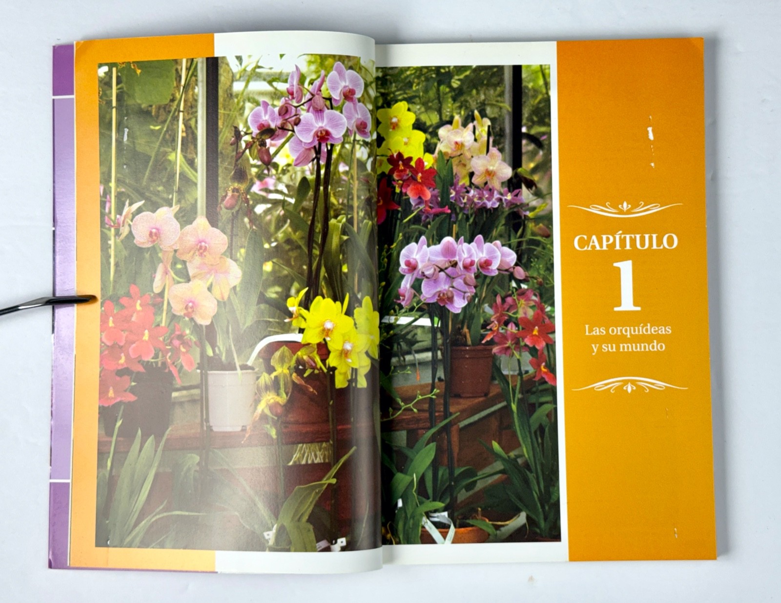 Lot of 3 Orchid Books Mark Griffiths (2005 HC) + Orquideas +Albert Hollingsworth