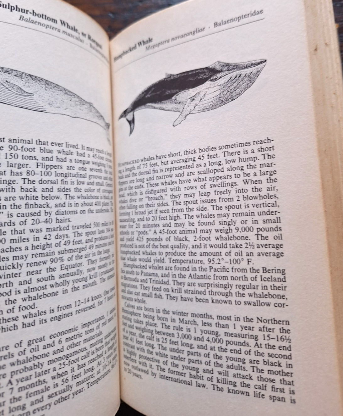 2 Outdoor Bks Palmer’s Fieldbook of Mammals 1st Edition HCDJ 1957 + Art of Survi