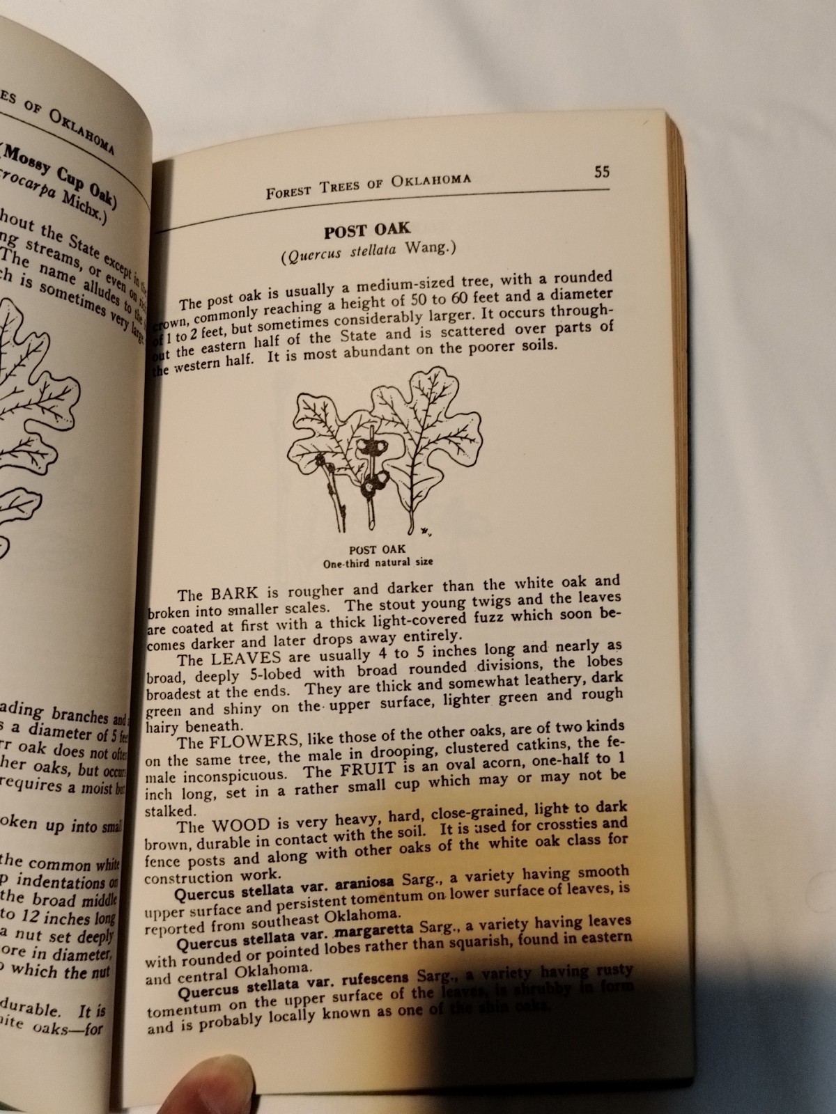 1950 Forest Trees of Oklahoma Guidebook Manual How To Know Them 135 Pages No. 7