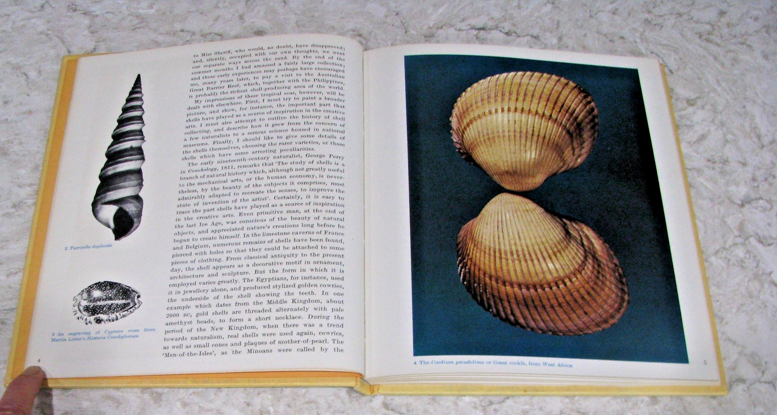 Shells by Roderick Cameron, octopus Books, 1972, 143 Illustrations, HB