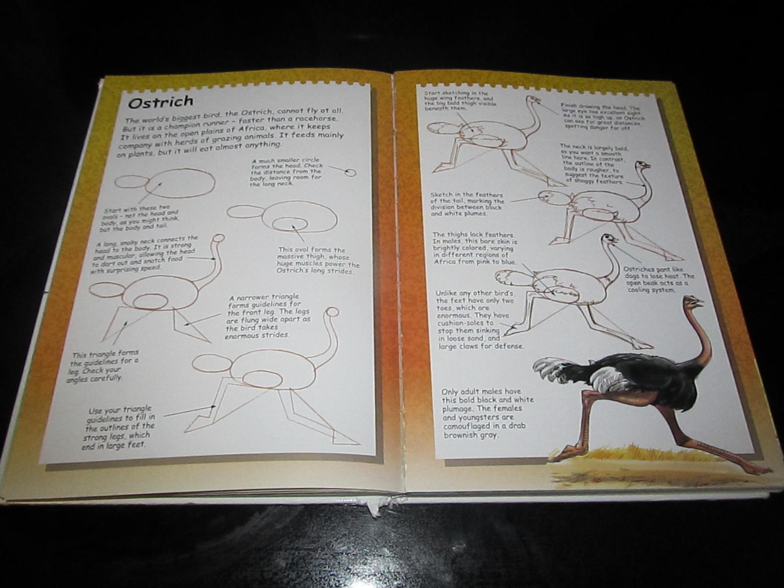 Terry Longhurst “I Can Draw..” Youth Young Adult Book Art Artwork Animals People