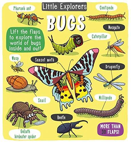 Little Explorers: Bugs – Hardcover By Little Bee Books – VERY GOOD