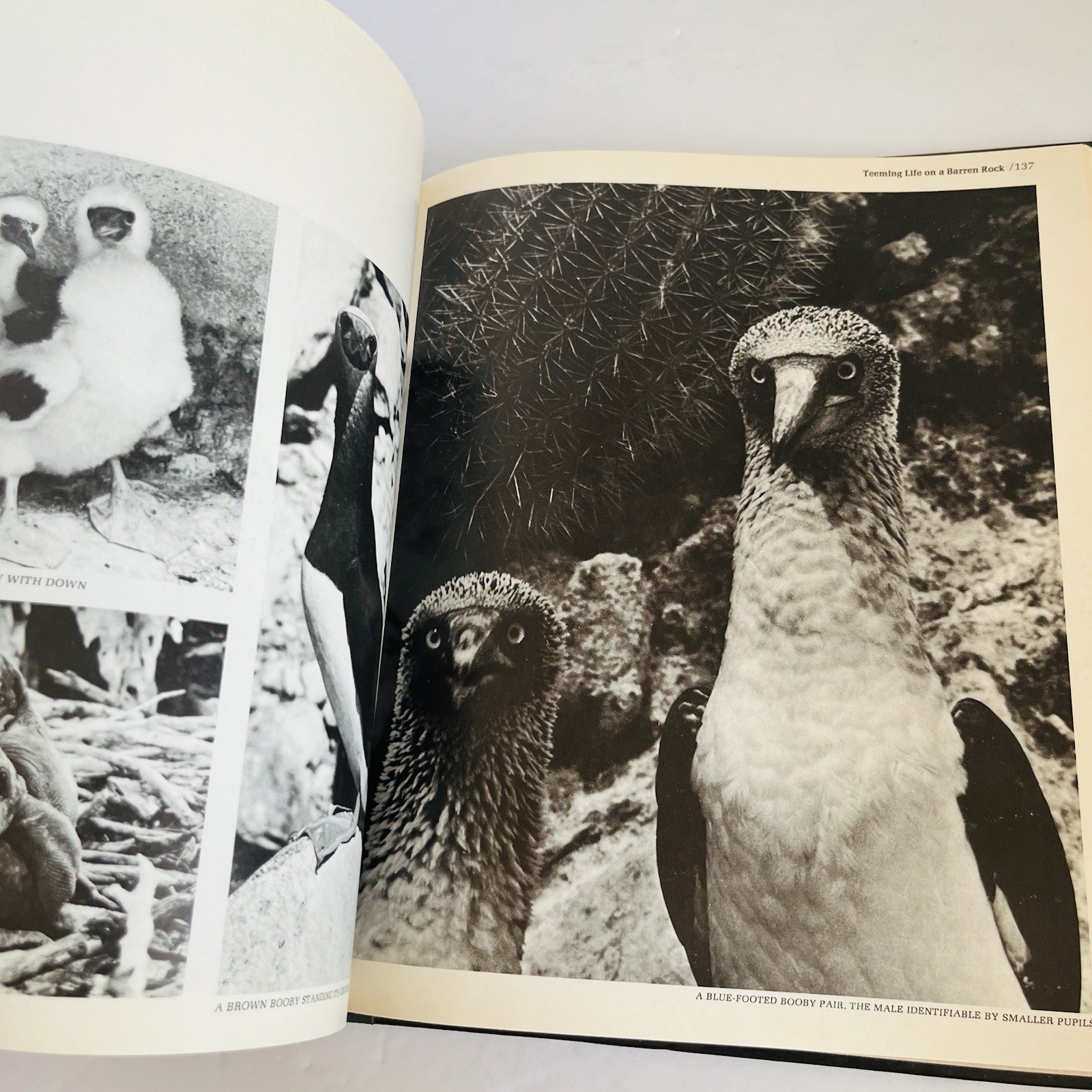 Vintage “The American Wilderness” Time Life Books Collection 1973 Lot of 7