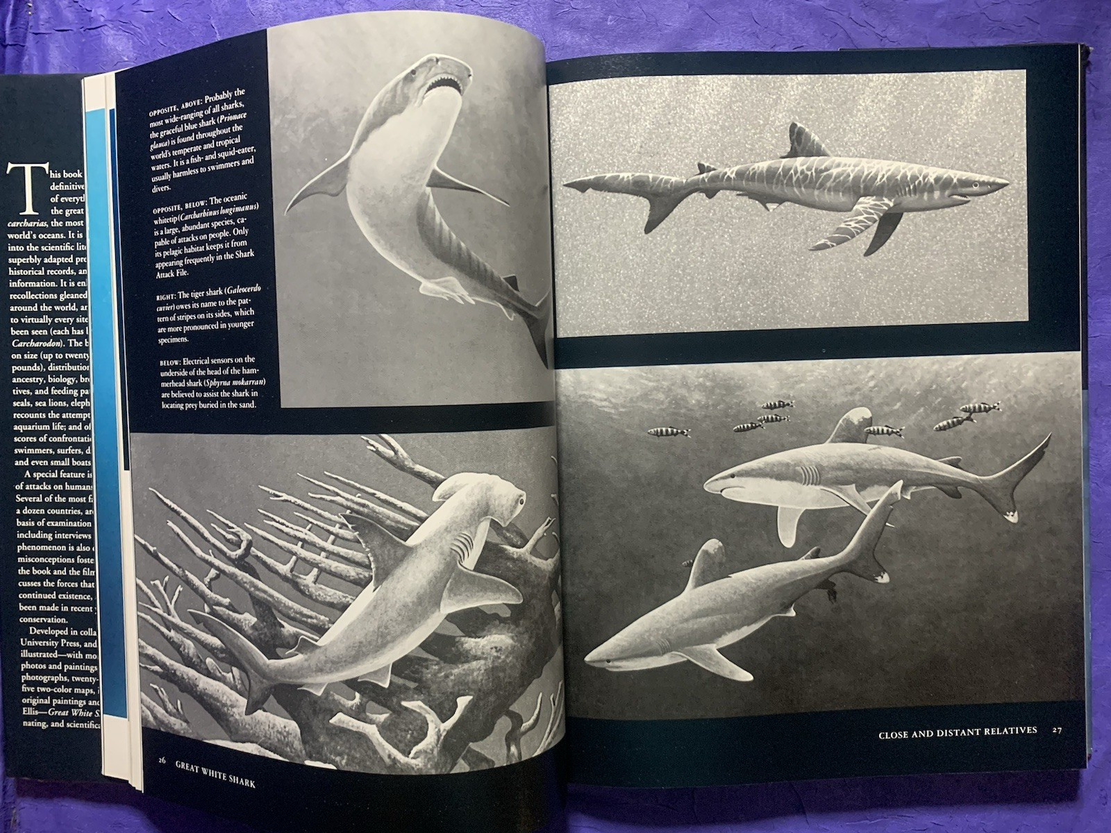 GREAT WHITE SHARK By Richard Ellis & John E. Mccosker – Hardcover w/ Dust Jacket