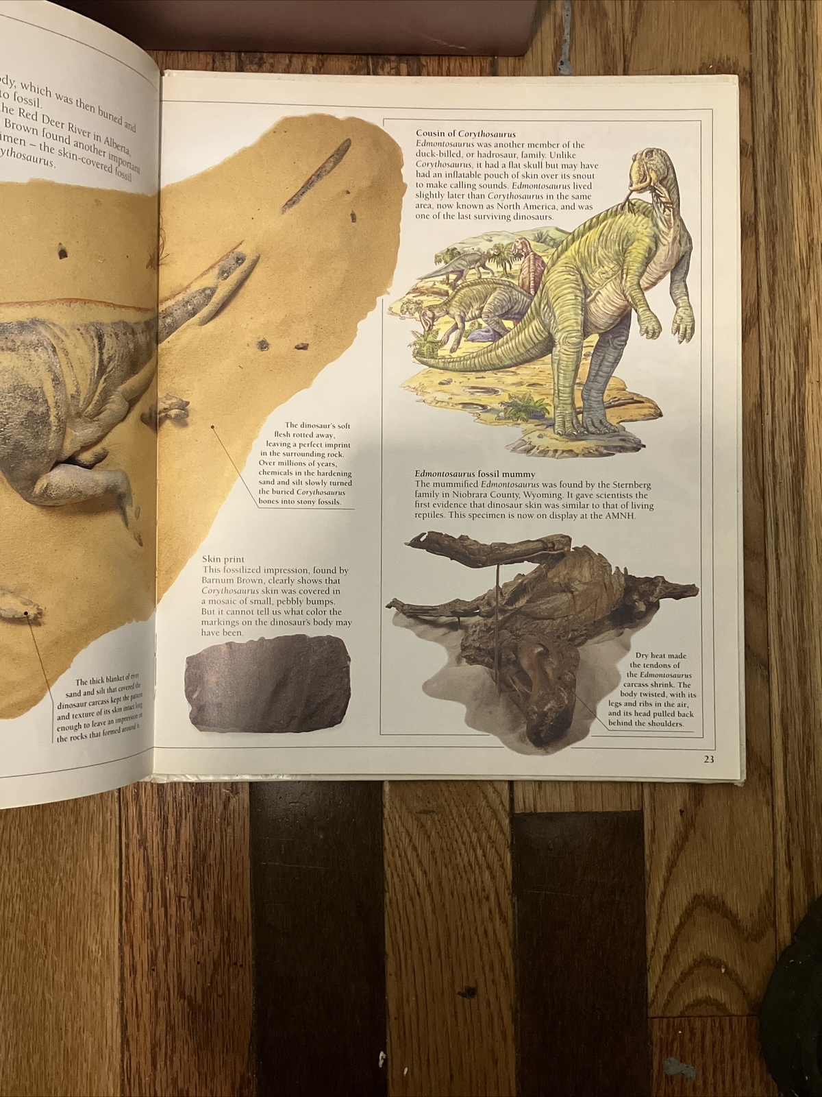 Corythosaurus by William Lindsay 1993 1st Ed. DK Publishers Hardcover
