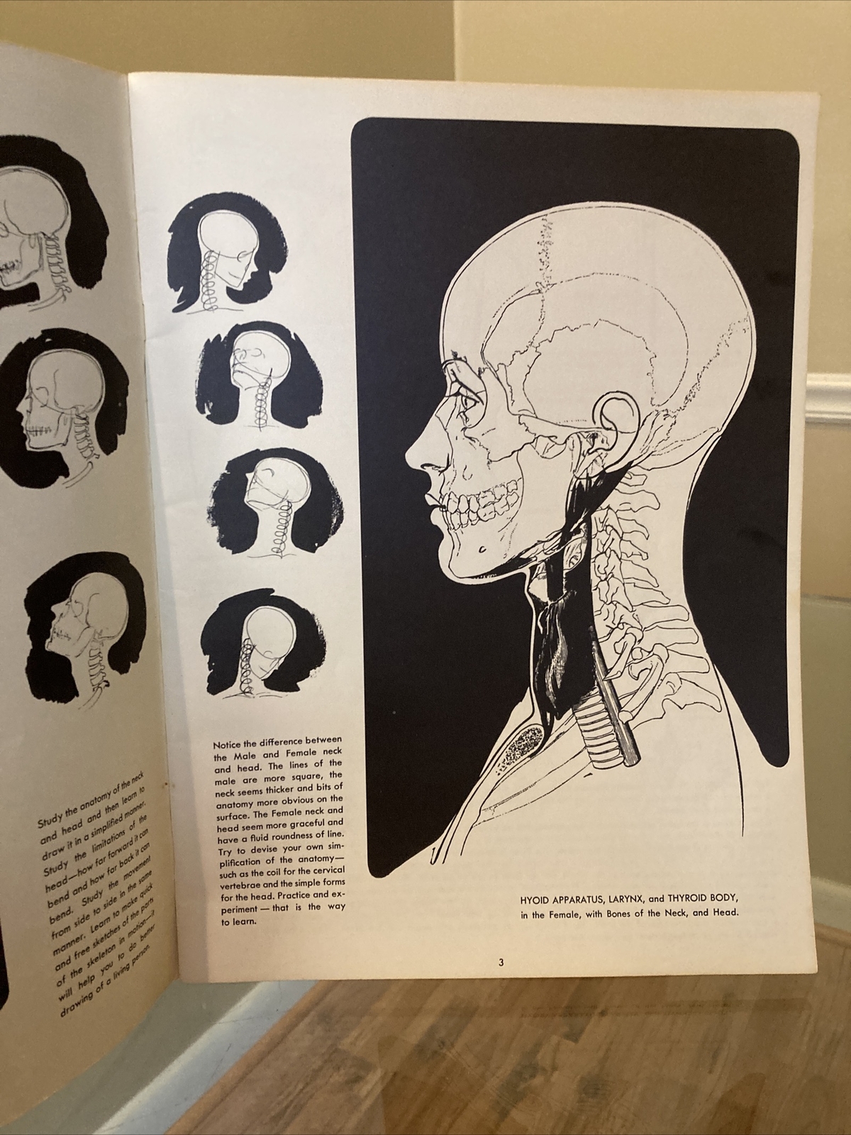ANATOMY by Walter T Foster VINTAGE Paperback Drawing Book, Large Size QUICK SHIP
