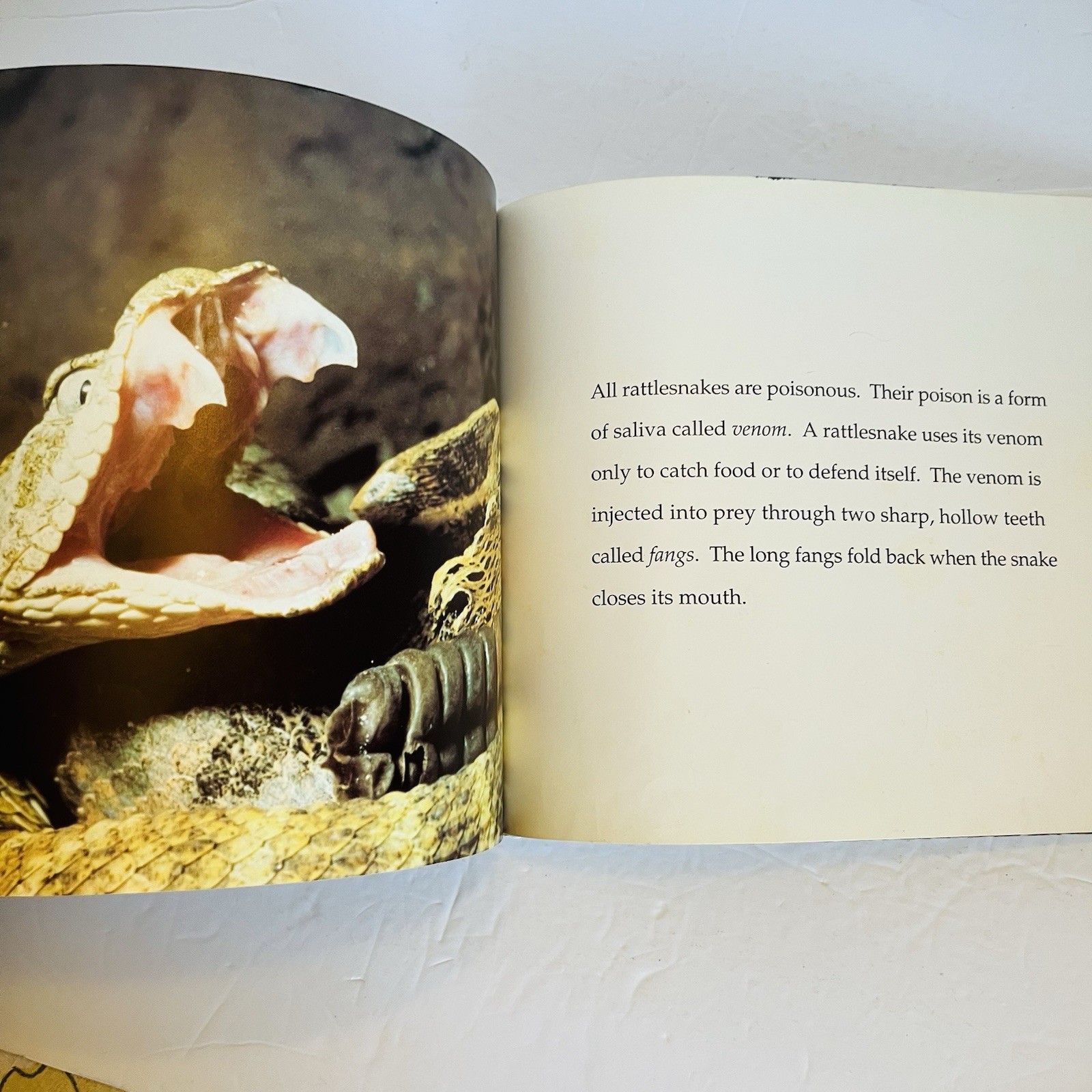 Lot 5 Reptile Amphibian Science Books Snake Turtle STEM Classroom Library