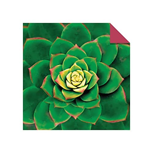 Origami Paper 500 sheets Succulents 6″ (15 cm): Tuttle Origami Paper: Double-Sid
