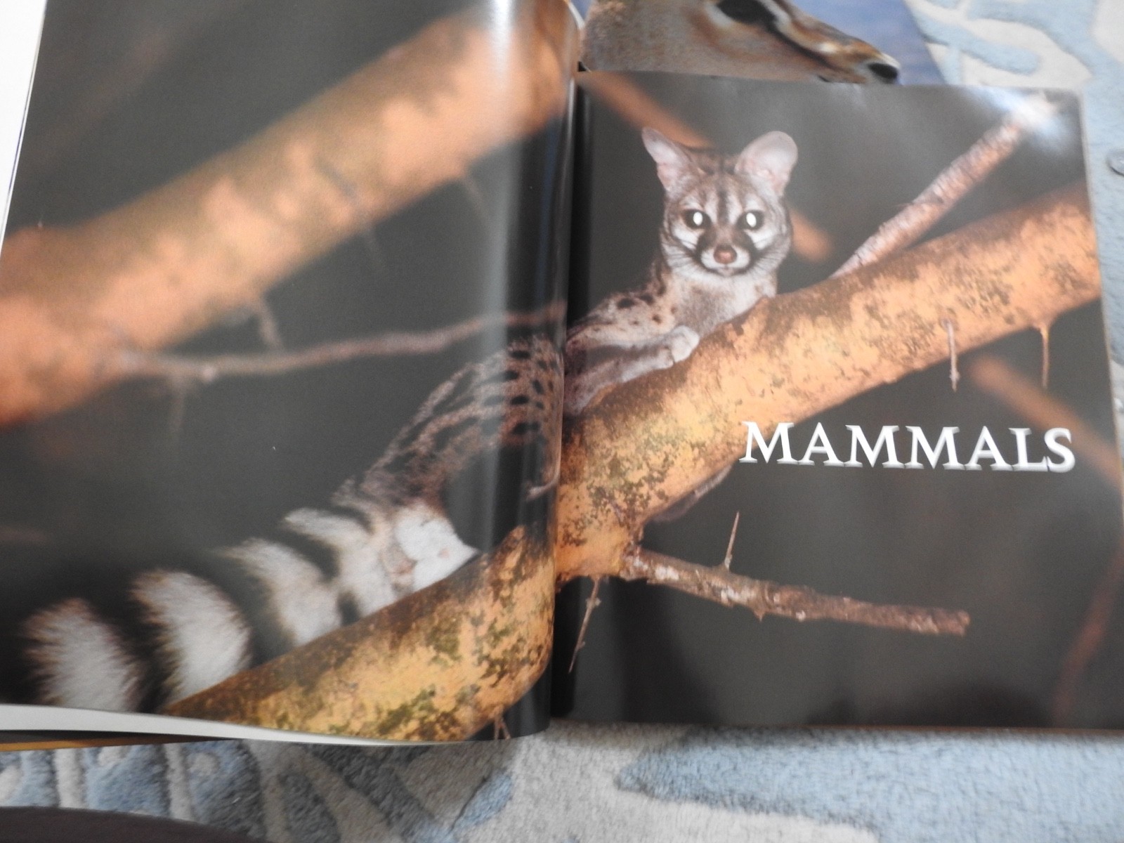 vintage WILDLIFE OF SAUDI ARABIA Arabian peninsula HBDJ book