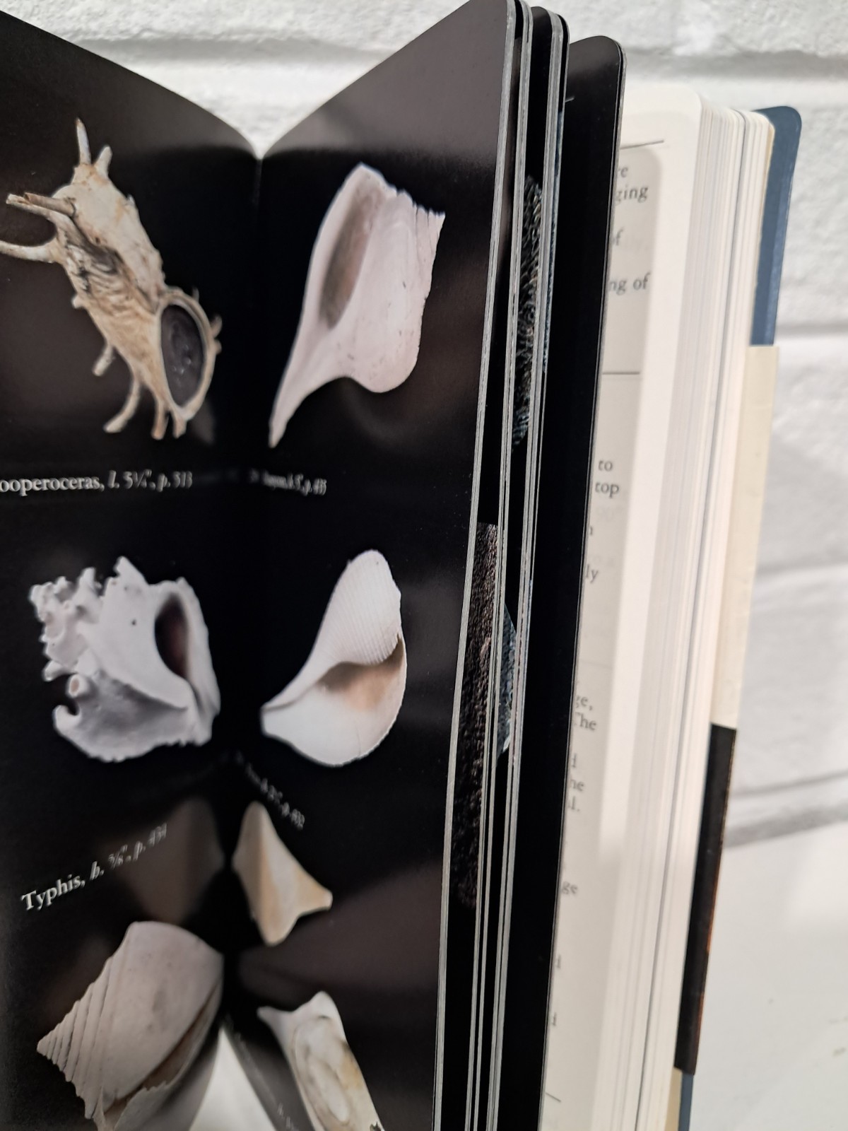 National Audubon Society Field Guide to North American Fossils FIRST PRINTING