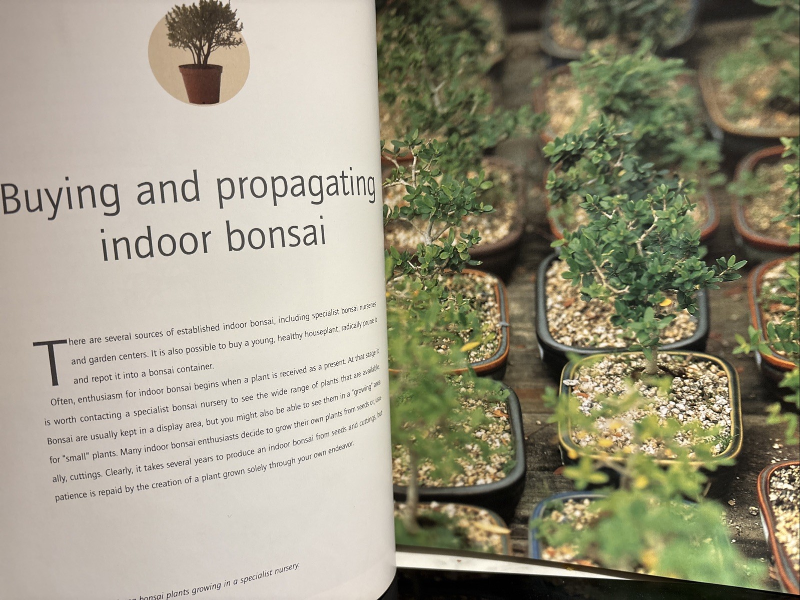Successful Bonsai, By David Squire