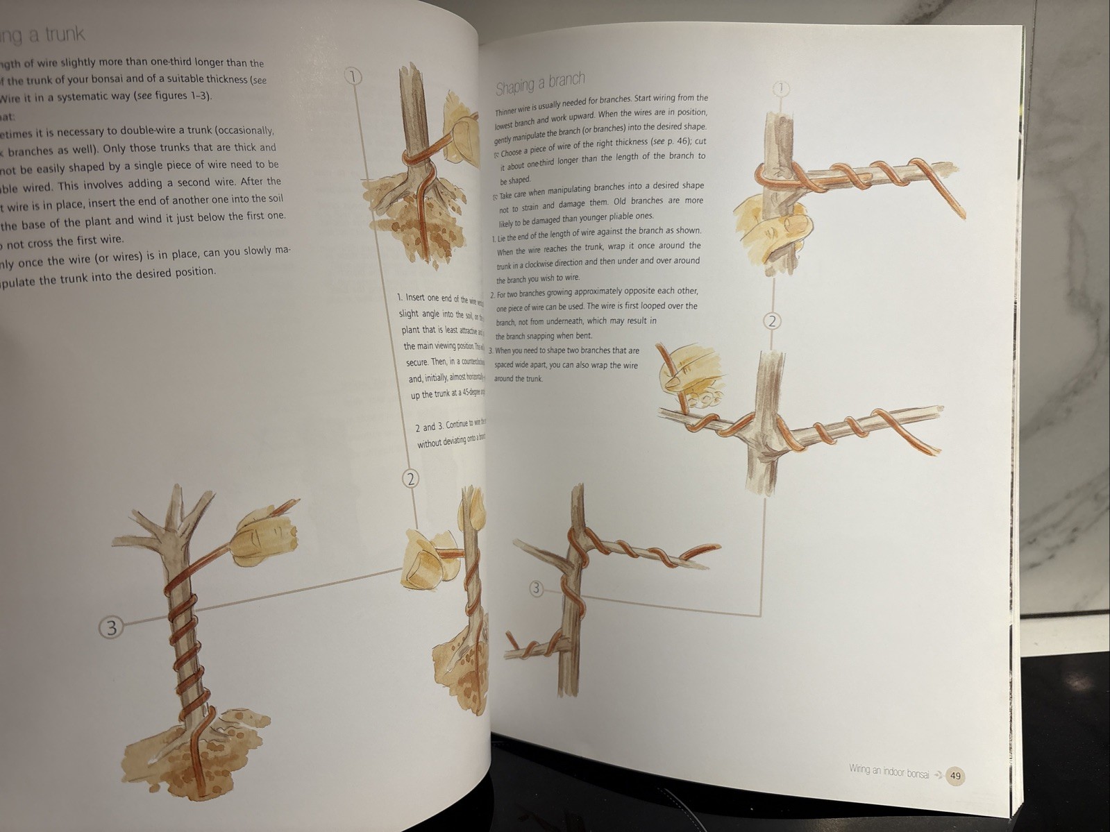 Successful Bonsai, By David Squire