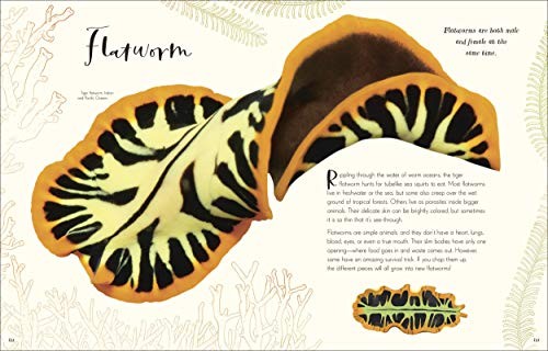 The Wonders of Nature (DK Children’s Anthologies) Brown