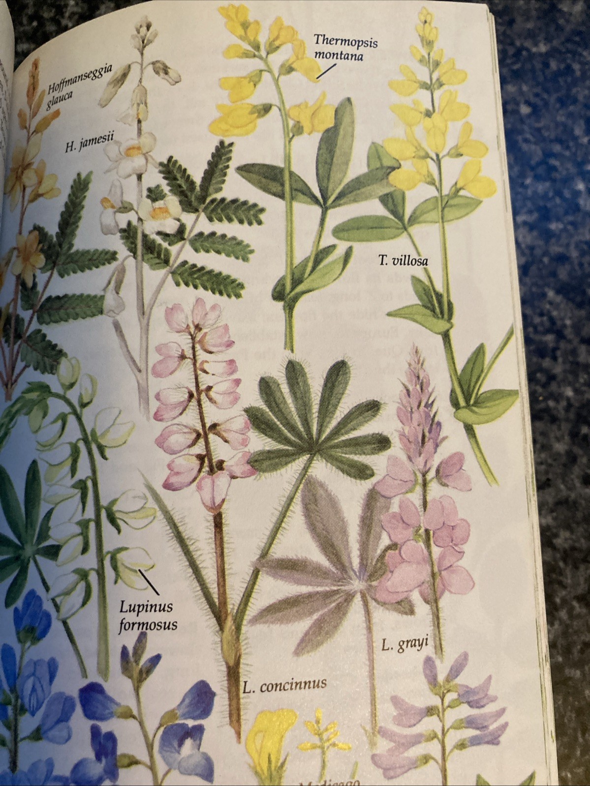 Vintage Golden Field Guide Wildflowers of North America Hibiscus cover 1984