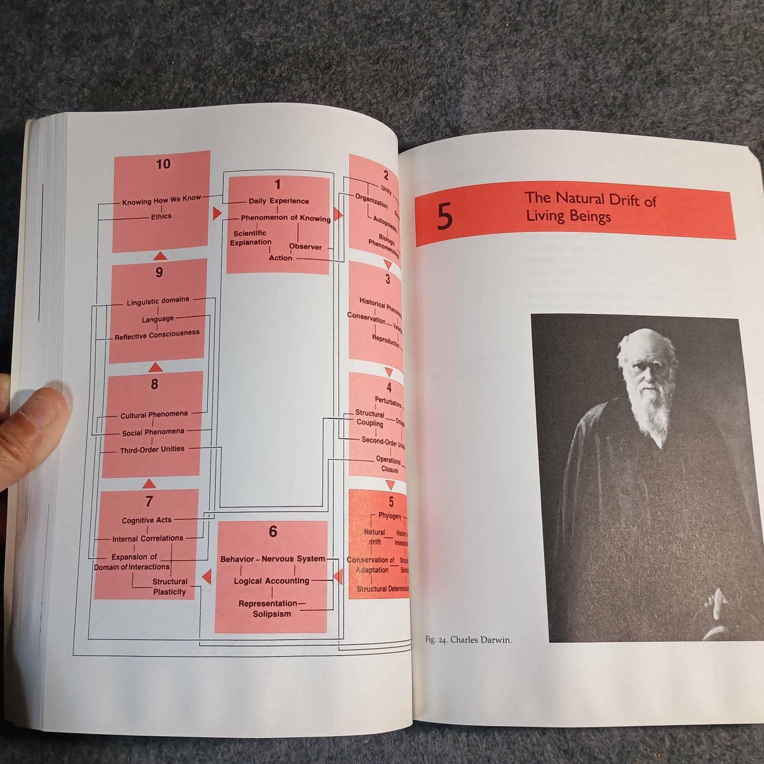 The Tree of Knowledge Maturana Varela 1992 Revised Edition Cognitive Science