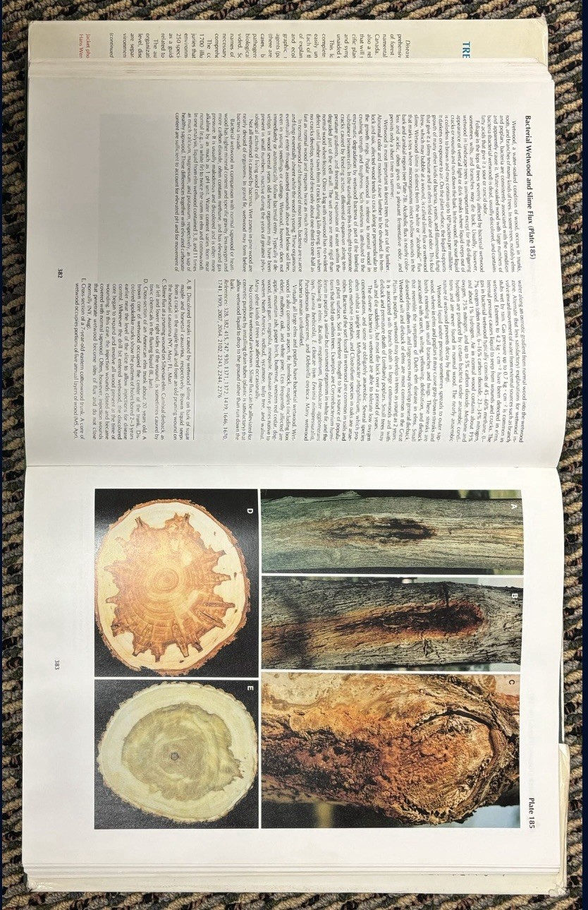 Diseases of Trees and Shrubs by Howard H. Lyon, Wayne A. Sinclair and Warren T.
