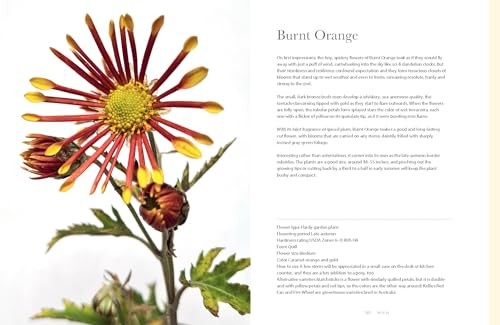 Chrysanthemums: Beautiful Varieties for Home and Garden (Flowers), Slade, Naomi,