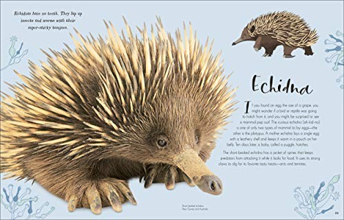 The Wonders of Nature (DK Children’s Anthologies) Brown