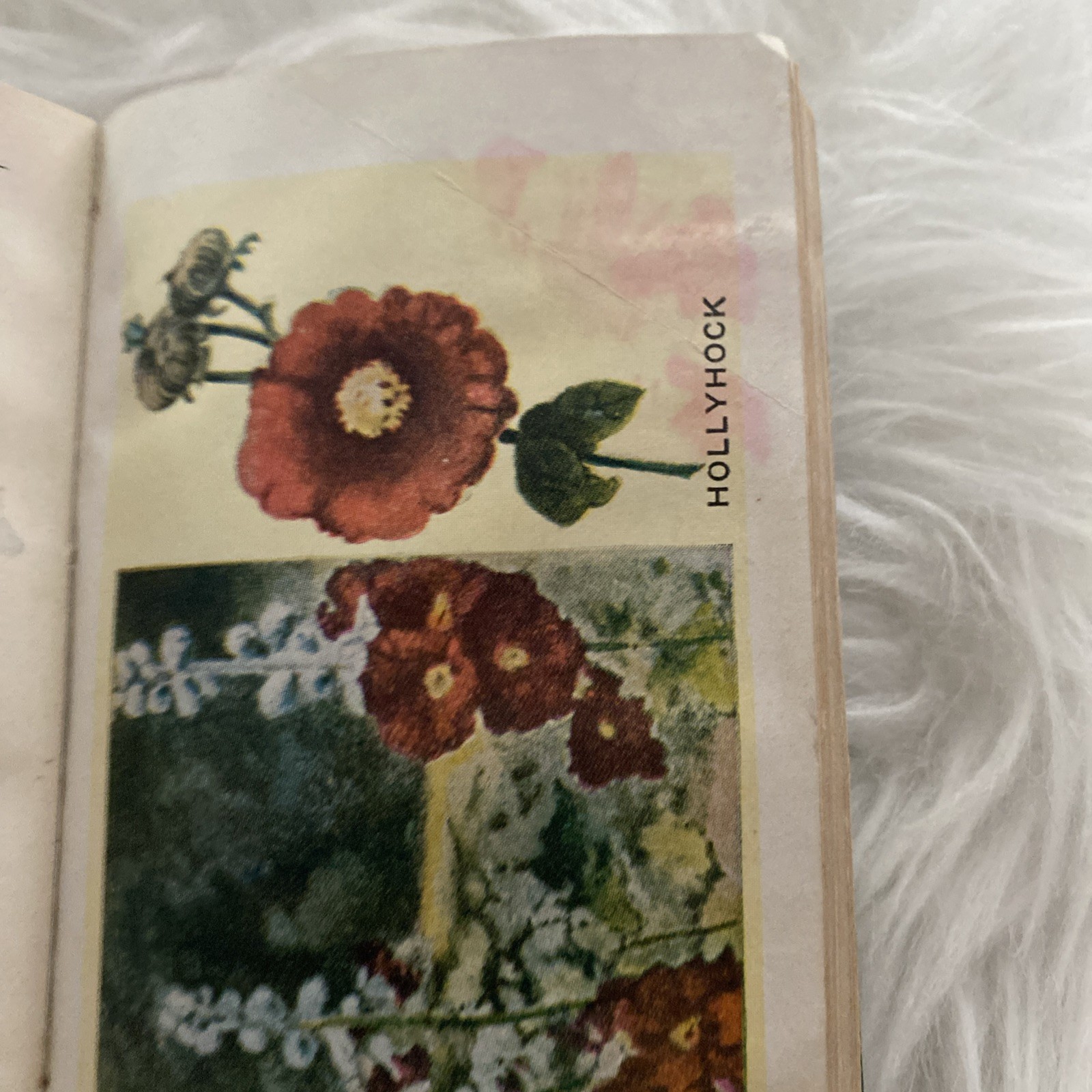 The Herbalist 1934 Joseph E. Meyer Green Hardcover Color Plates Illustrated