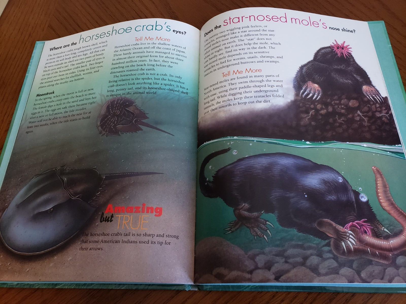 Lot of 9 Children’s books ~ Sea Animals, Wild Animals, Horses, etc