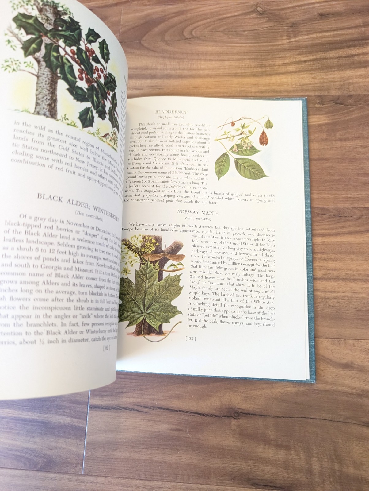 An Introduction To Trees by John Kieran 100 Trees In Color 1954 1ST EDITION