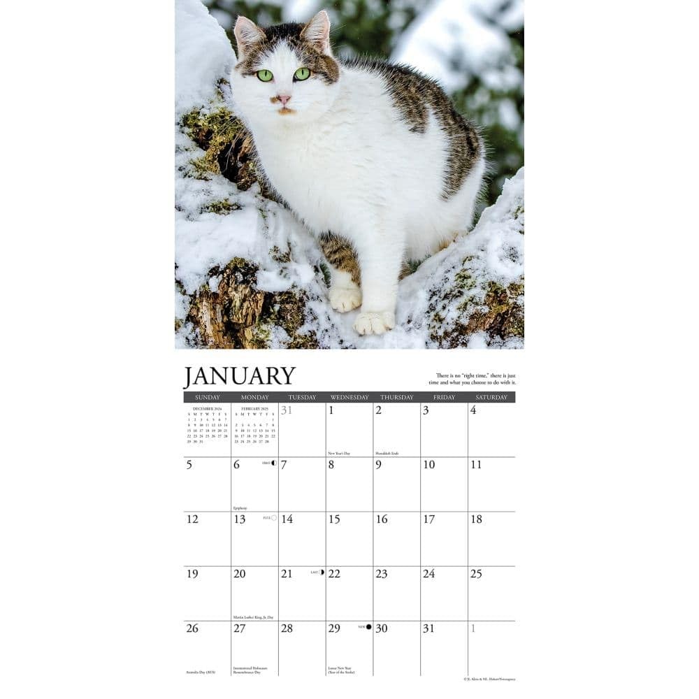 ABIS BOOK Undated Monthly Weekly Calendar Planner Organizer Events Tasks Goals