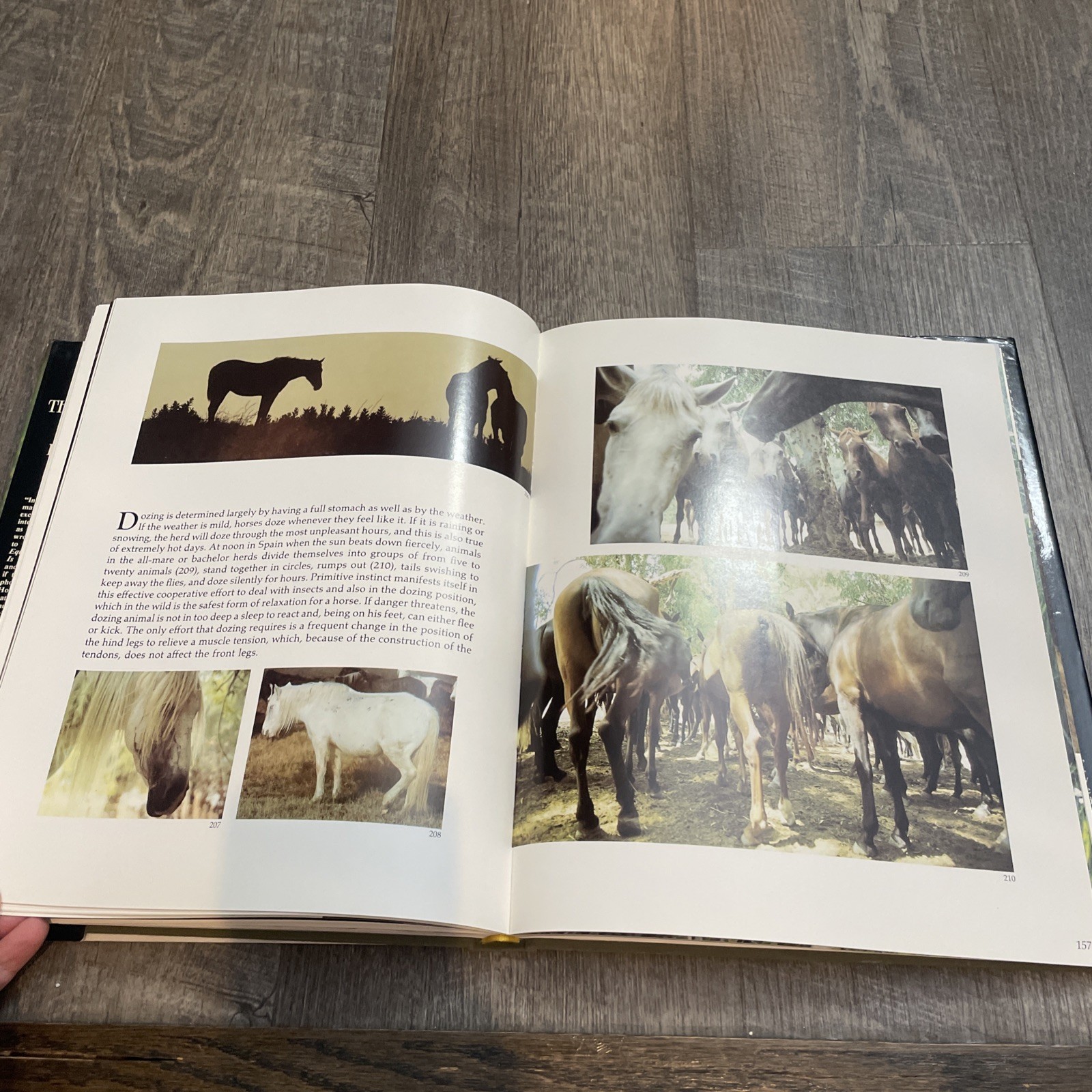 Such Is the Real Nature of Horses by Robert Vavra (1998, Hardcover/Dust Jacket)
