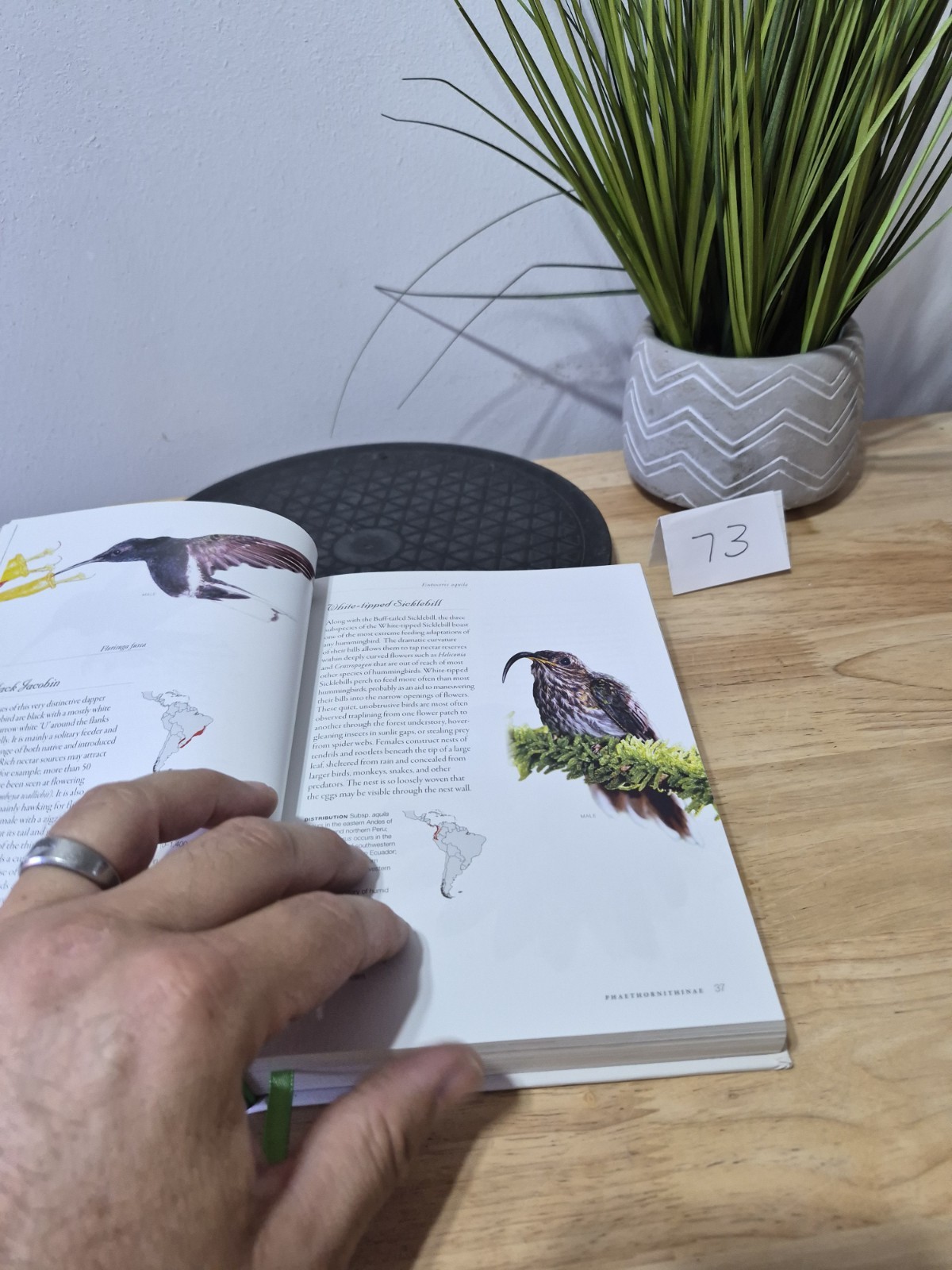 Hummingbirds: A Life-size Guide to Every Species, Fogden, Michael, Taylor, Maria