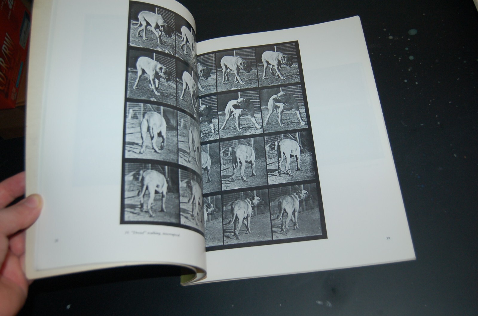 Horses and Other Animals in Motion: 45 Class… by Muybridge, Eadweard Paperback