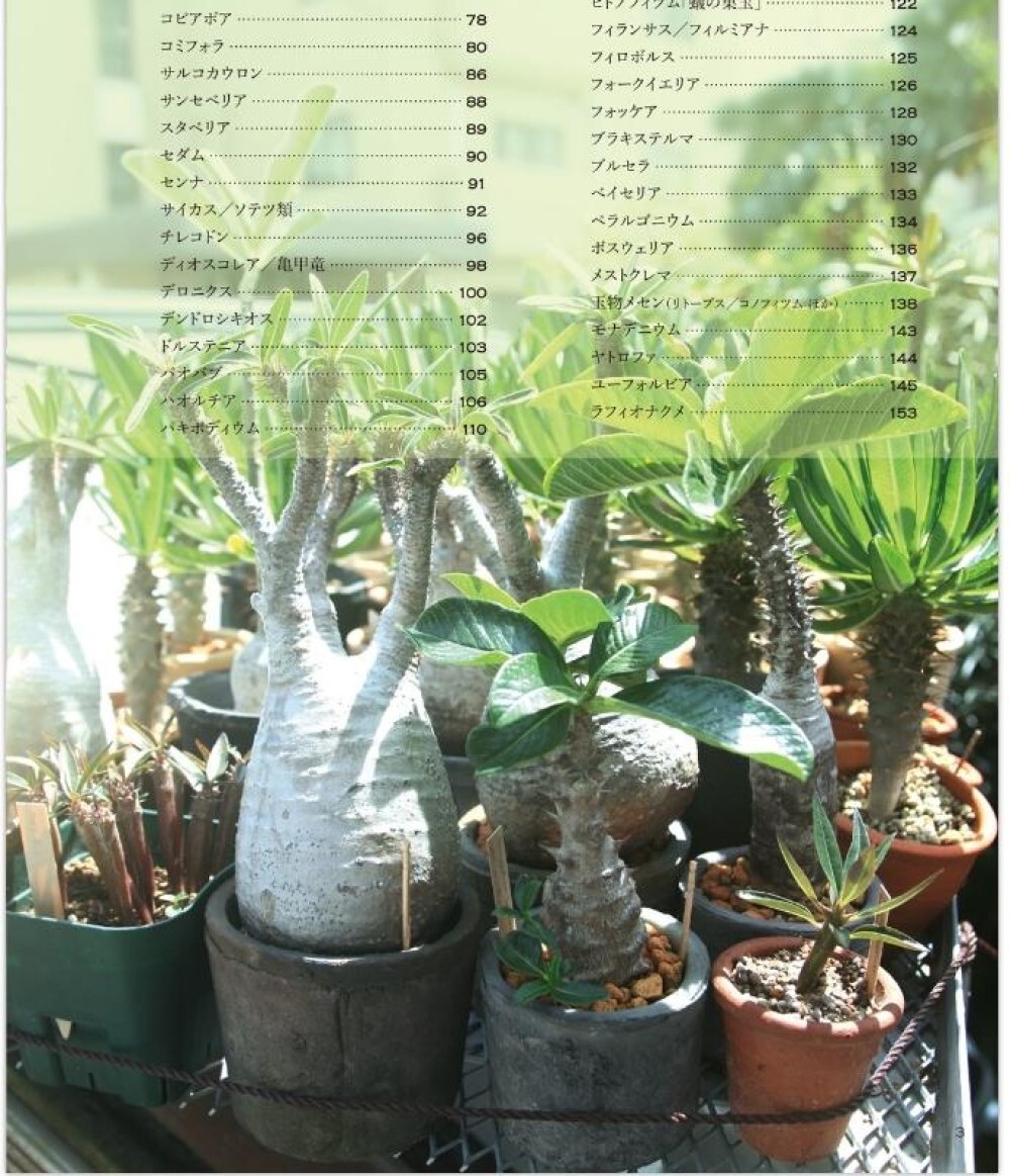 Succulents & Codex Japanese GuideBook Gracilis Pachybus Comiphora Horidas Kurooh