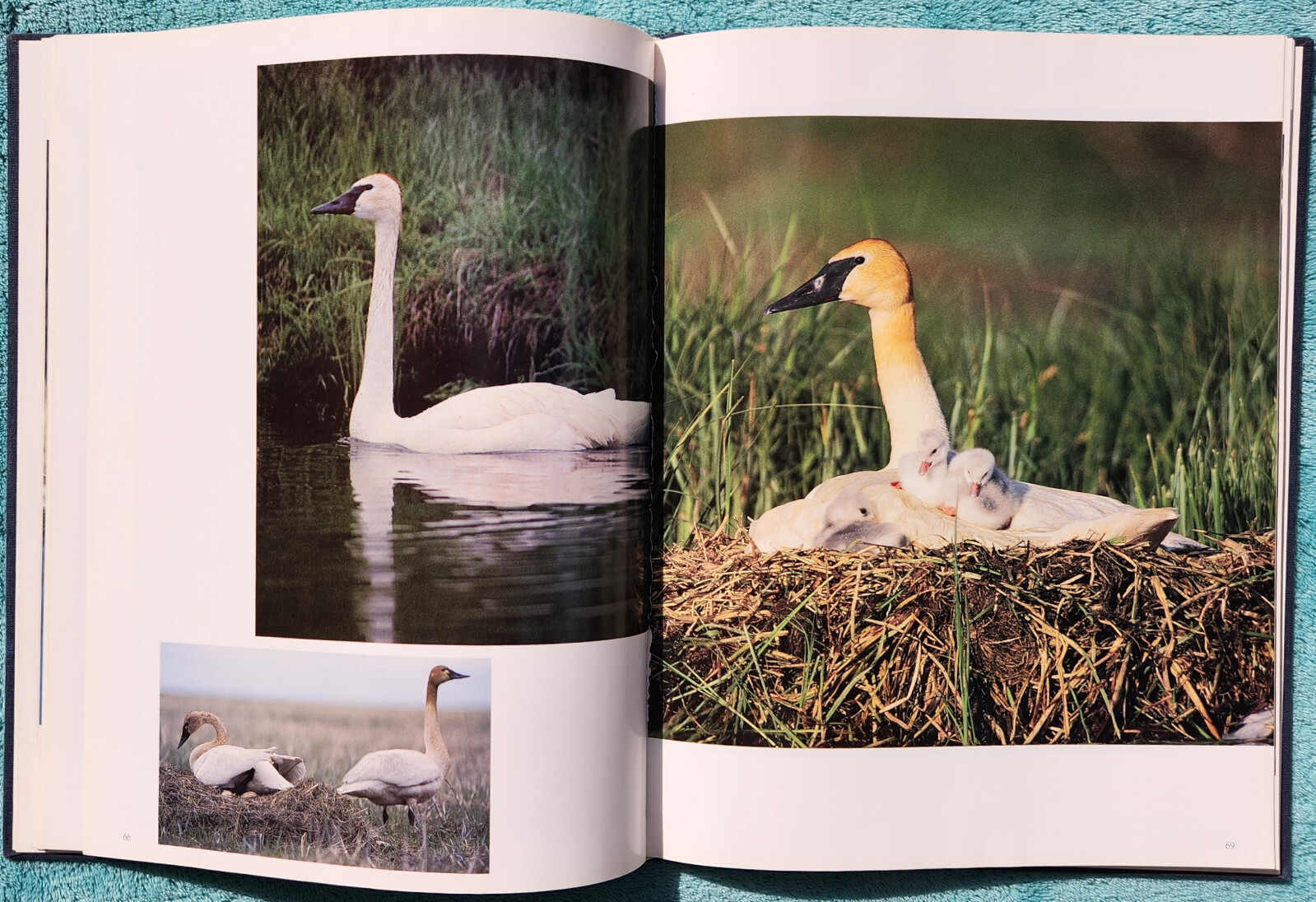 Magnificent Voyagers Waterfowl of North America 1988 Hardcover 136 Pages