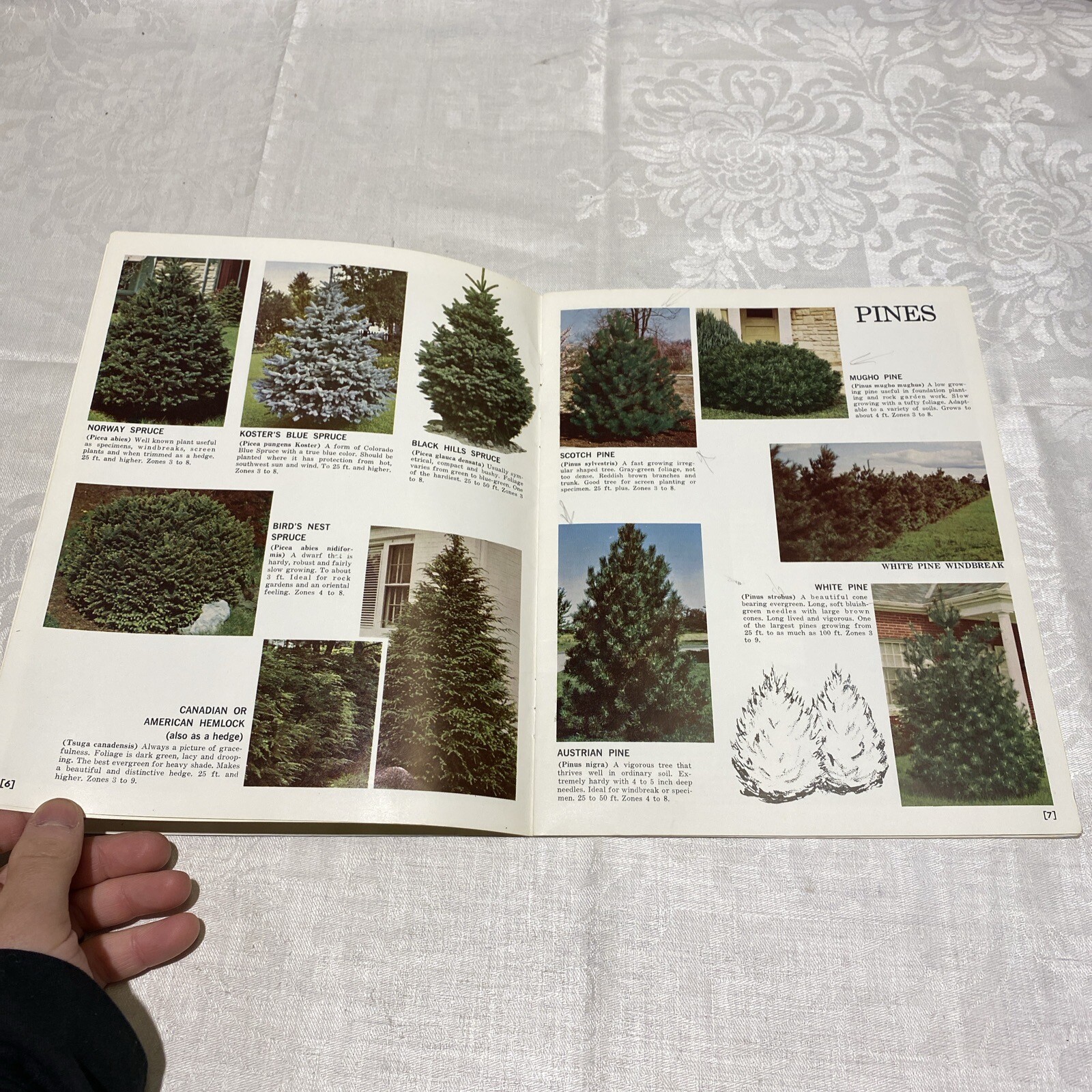 Evergreens By Countryside Books 1976 Paperback