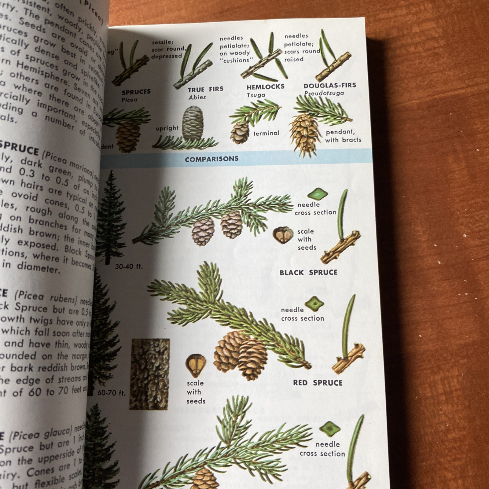 Guide to Field Identification Birds North America Golden Field Guide 1966 Trees