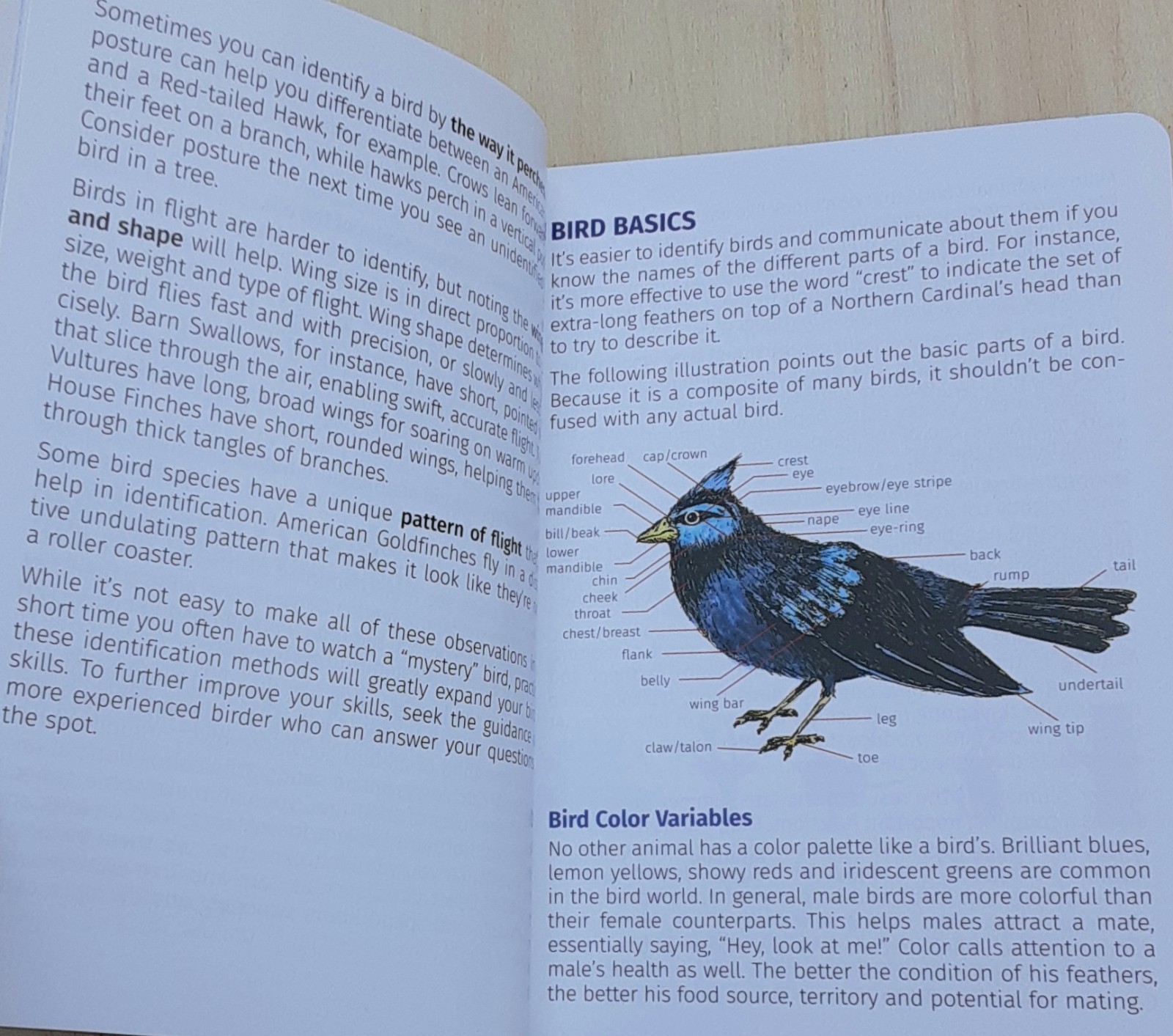 Birds of Kentucky Field Guide by Stan Tekiela 2022 Illustrated Paperback Book
