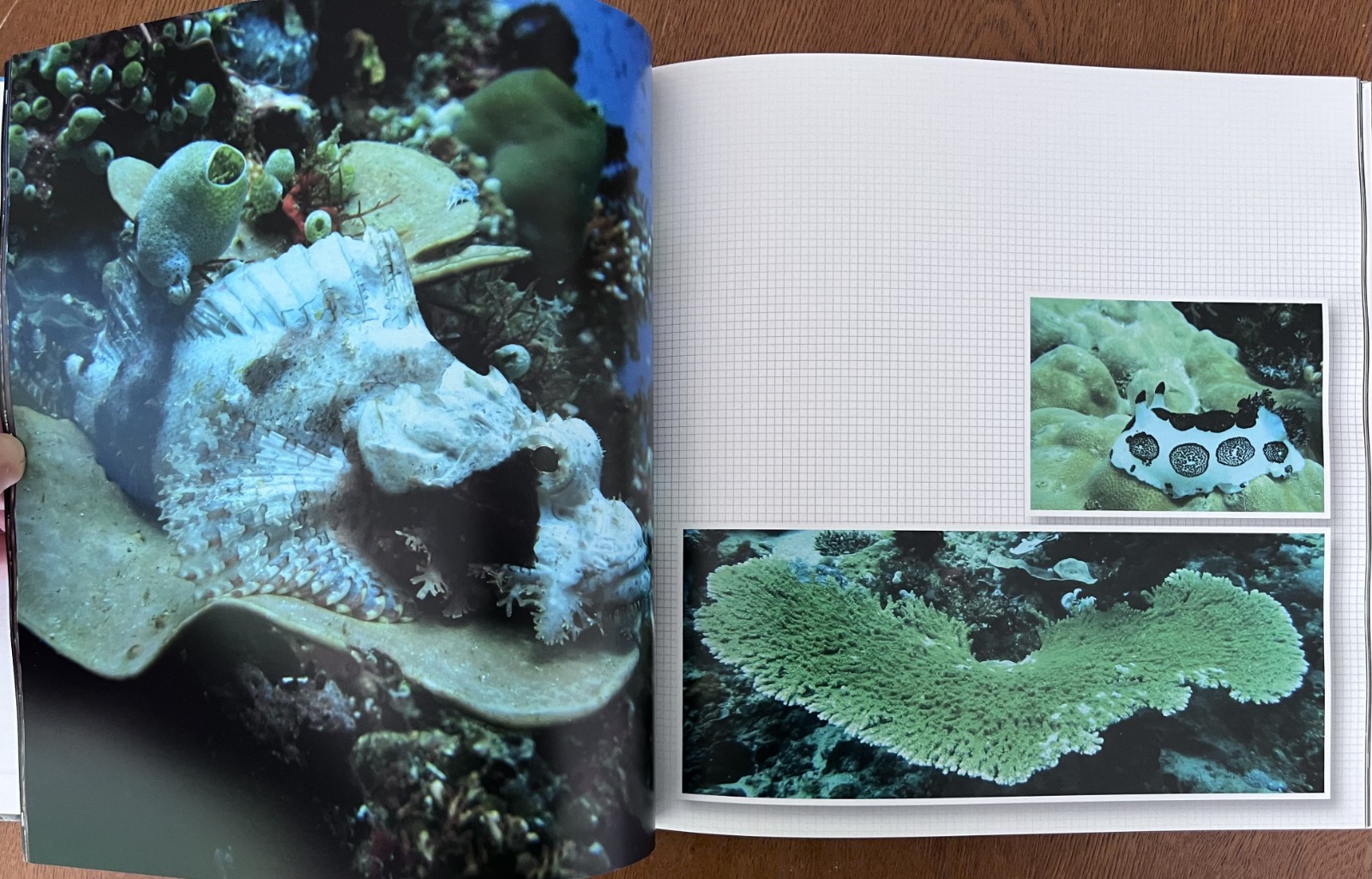 Philippines Diving: Anilao Batangas Verde Island Passage Coral Reef Photography