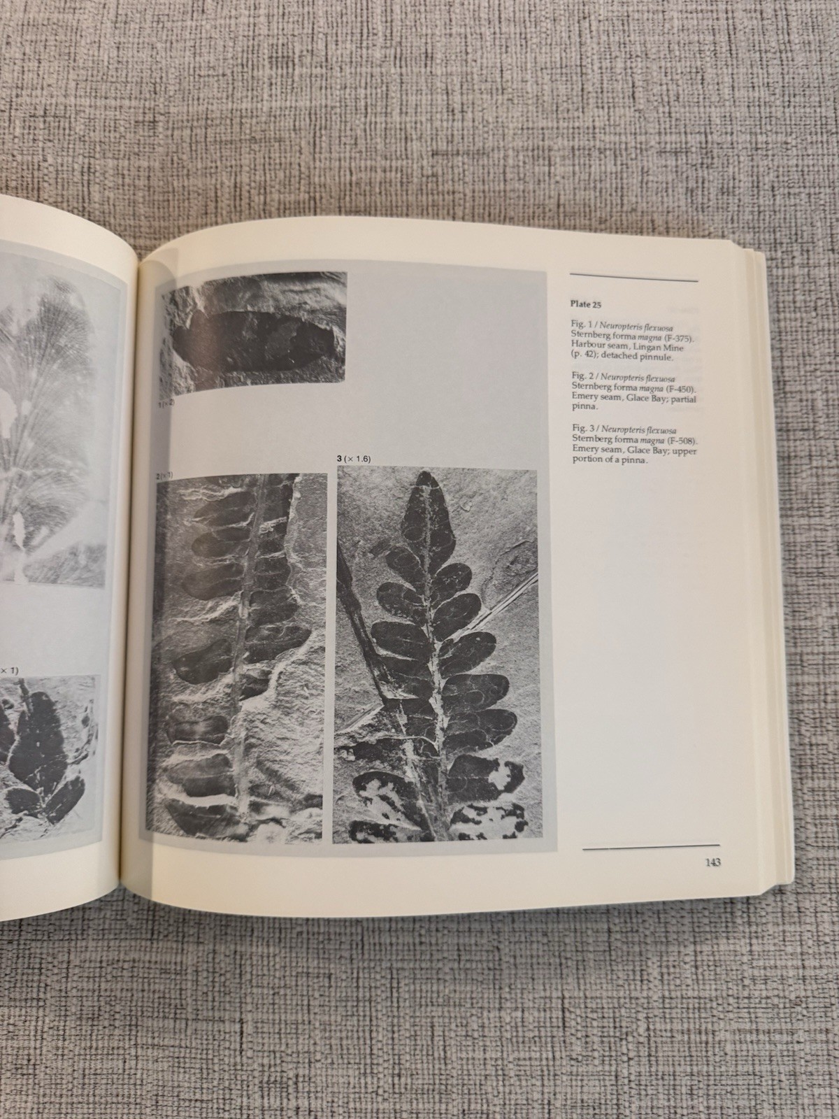 Upper Carboniferous Fossil Flora Nova Scotia Paleobotany Museum Monograph 1980