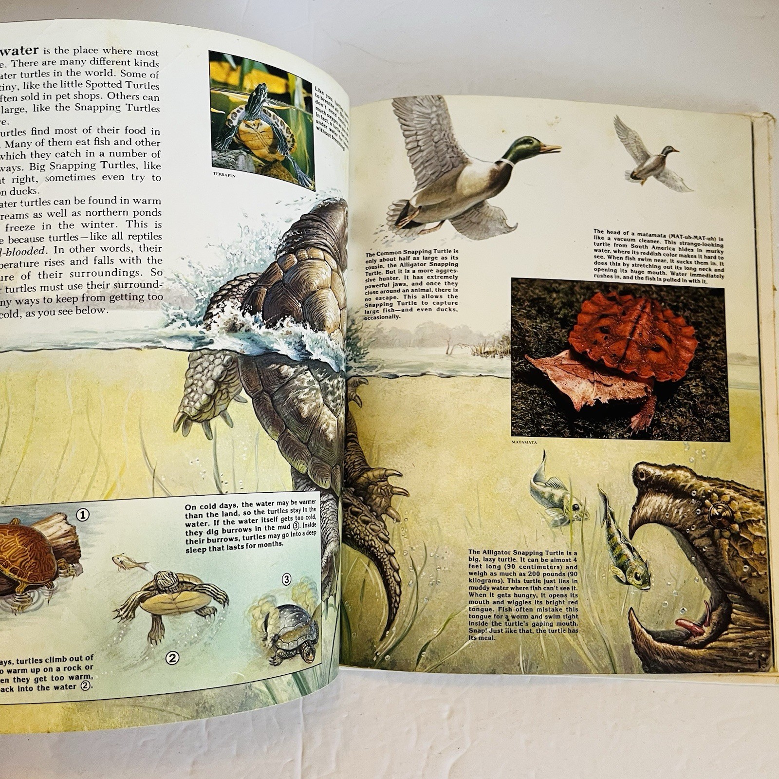 Lot 5 Reptile Amphibian Science Books Snake Turtle STEM Classroom Library