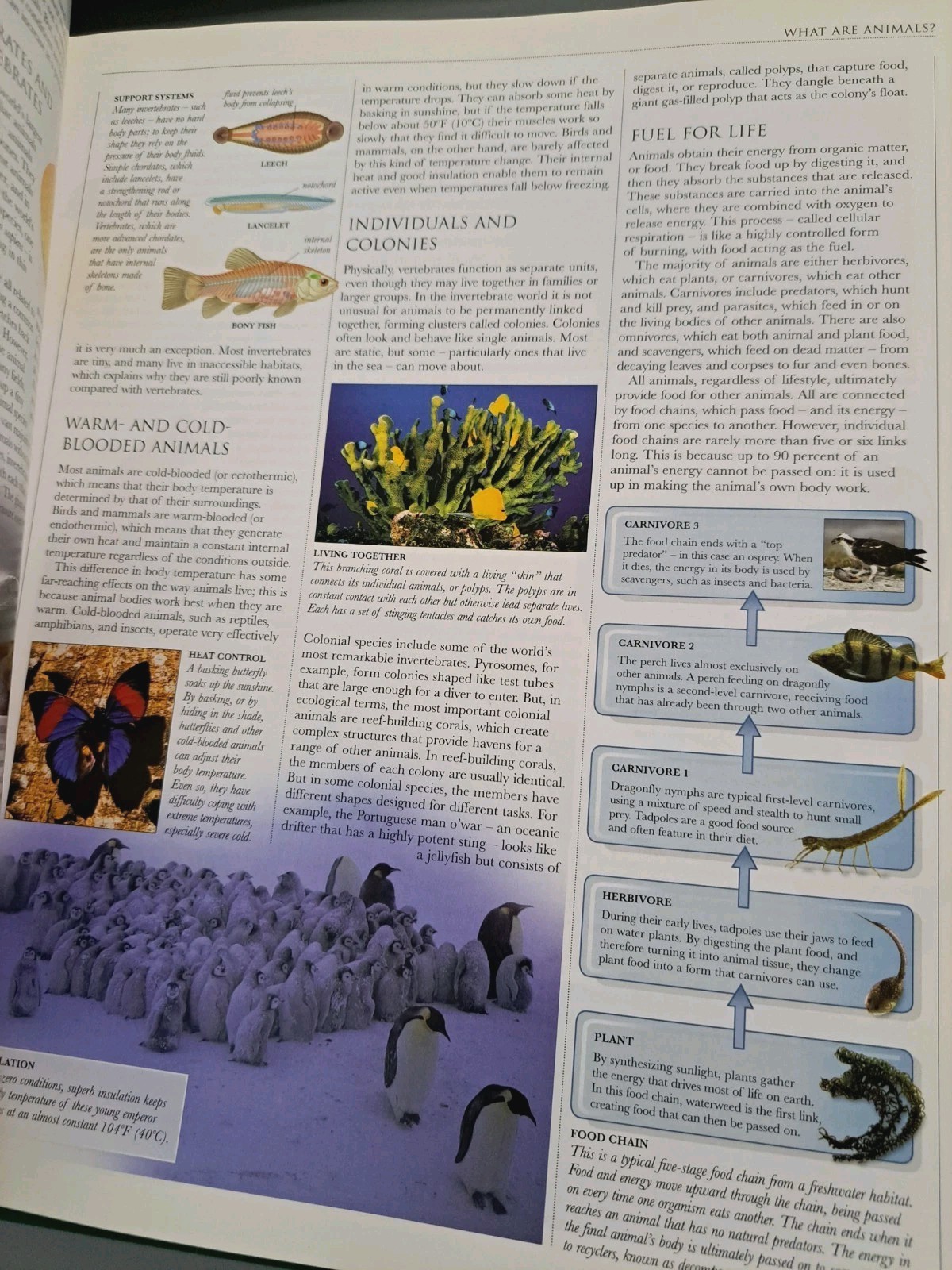 Smithsonian Institution Animal – Visual Guide to Wildlife Educational Book