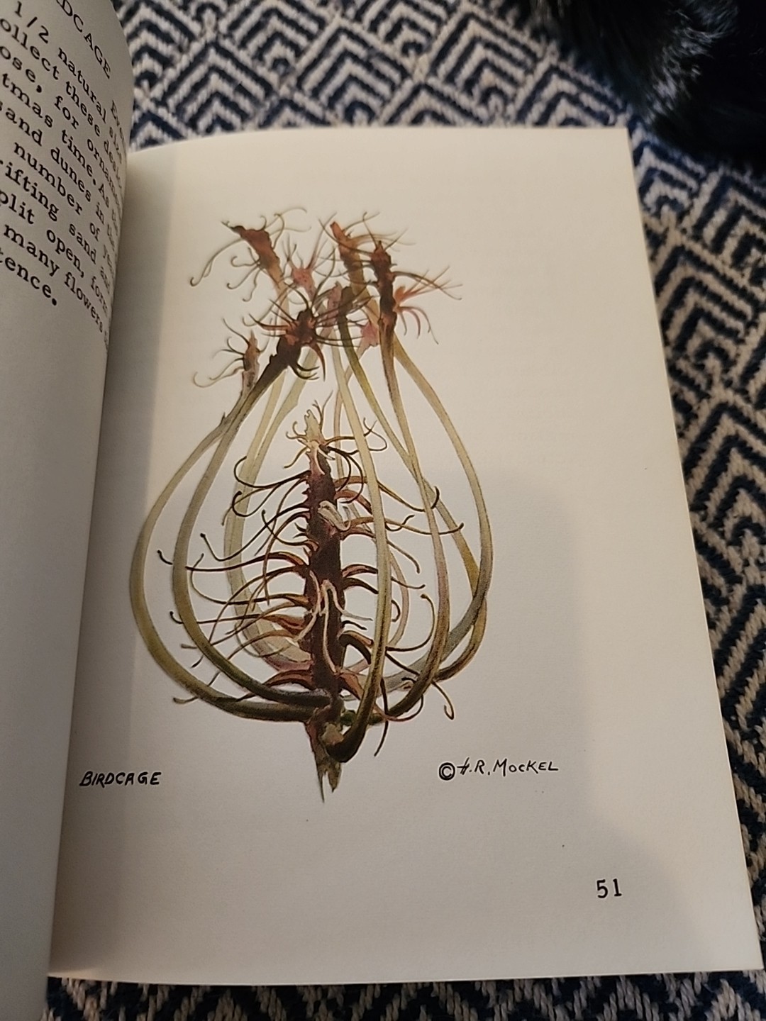 Mockel’s Desert Flower Notebook SIGNED by Author