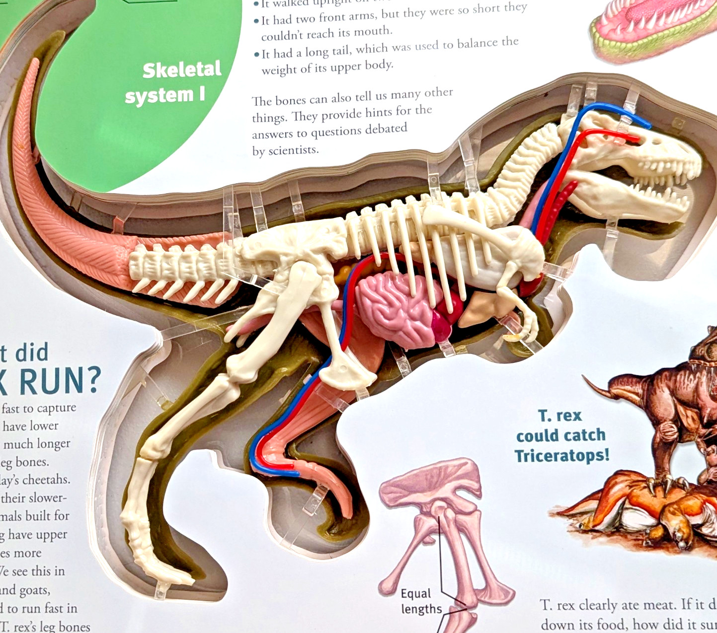 Explore A T.Rex Inside and Out By Dennis Schatz with 3-D Model Tyrannosaurus Rex