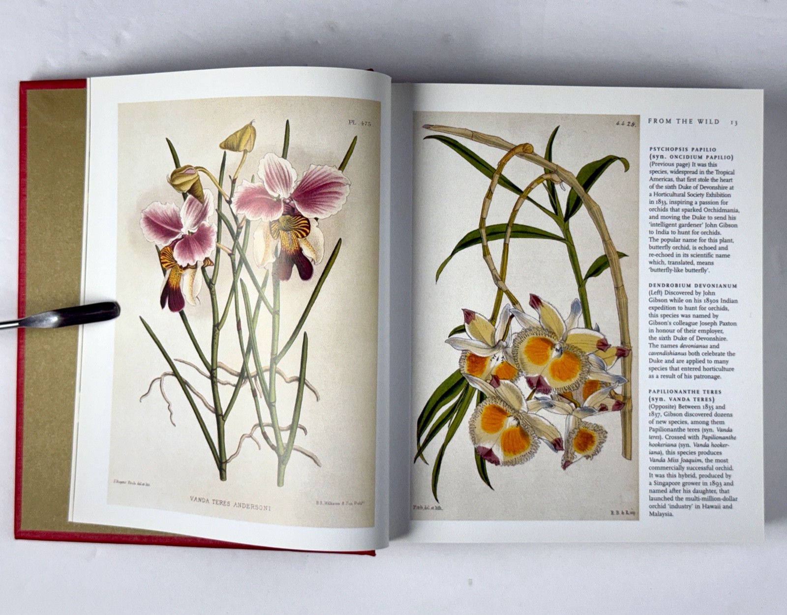Lot of 3 Orchid Books Mark Griffiths (2005 HC) + Orquideas +Albert Hollingsworth