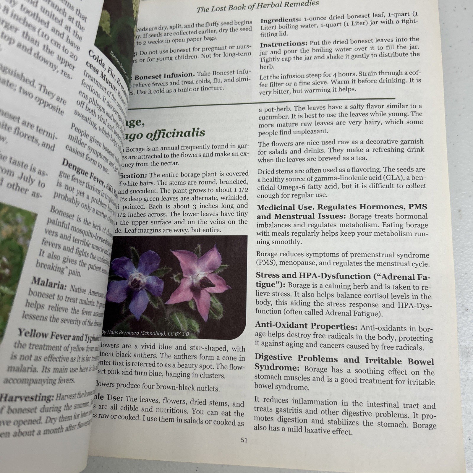 The Lost Book of Herbal Remedies by Davis & Apelian 2020 Paperback