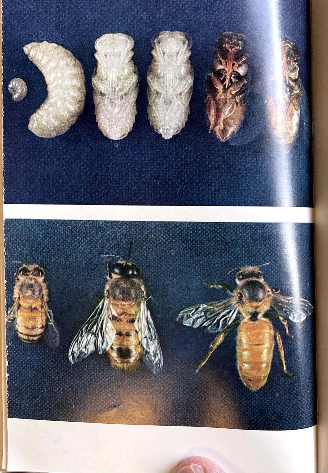1951 AMERICAN SOCIAL INSECTS by Michener 1st Ed/hb/267pp/DJ/NICELY ILLUSTRATED